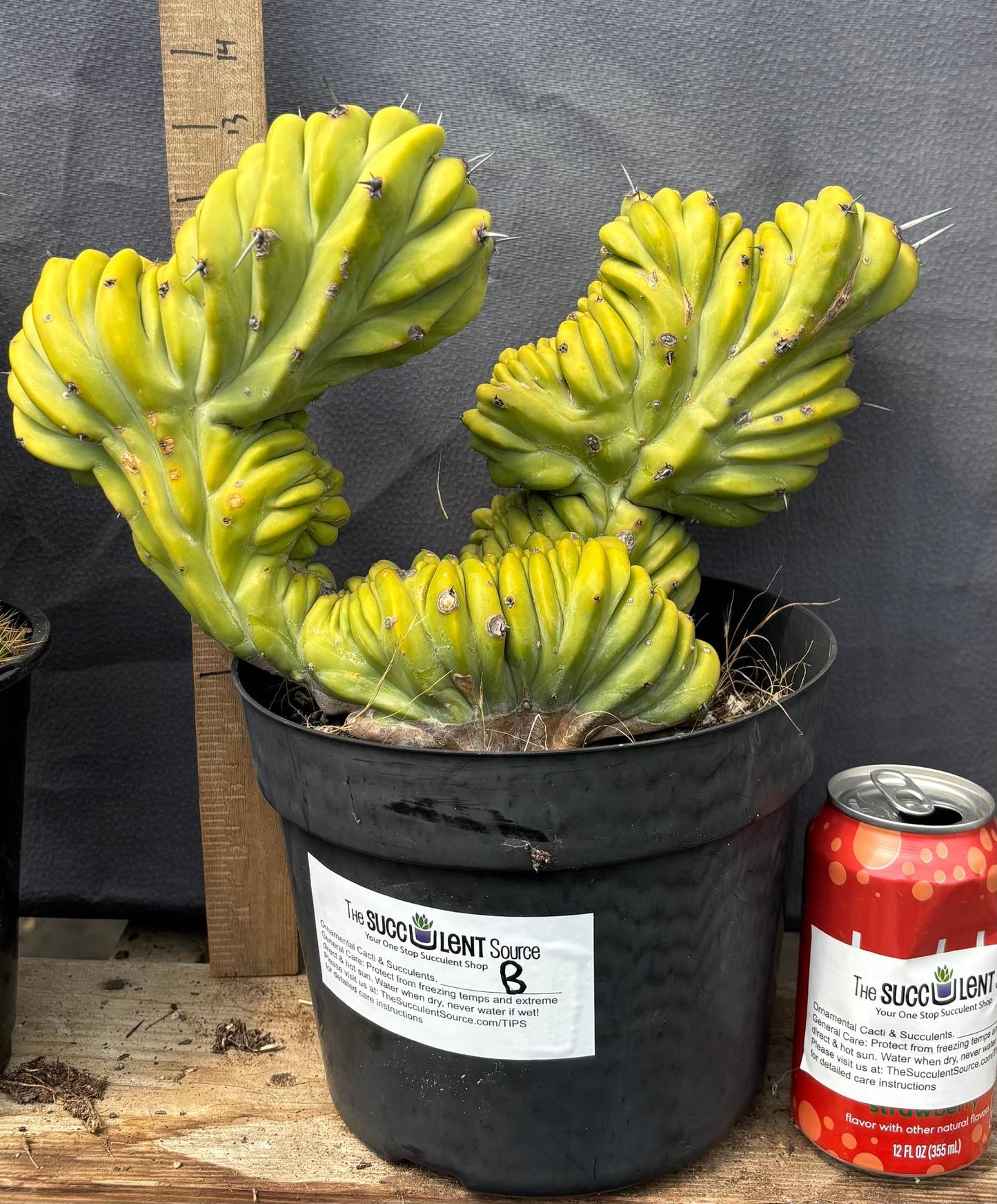 #EC87 Myrtillocactus Geometrizans Blue Candle Crested Cactus potted