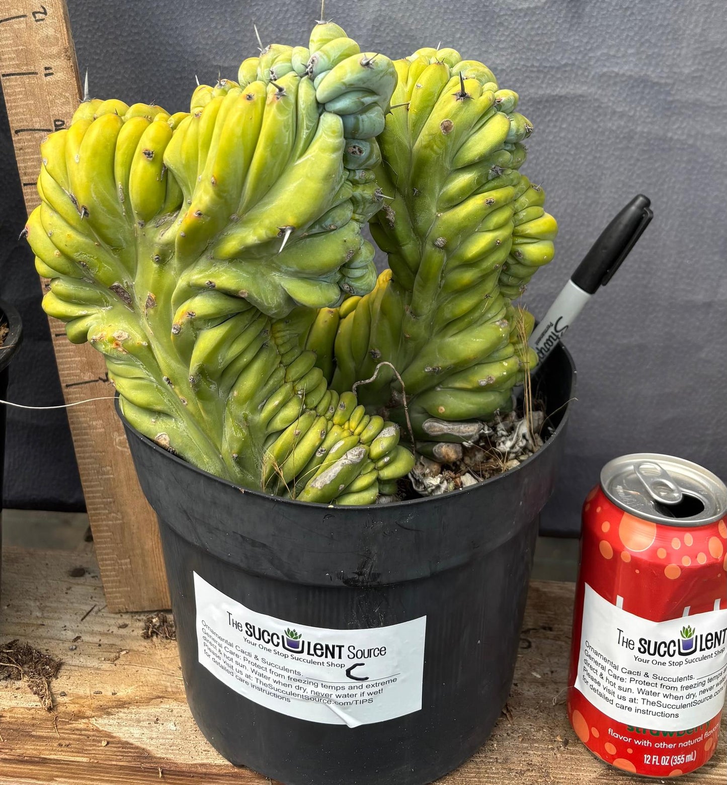 #EC87 Myrtillocactus Geometrizans Blue Candle Crested Cactus potted