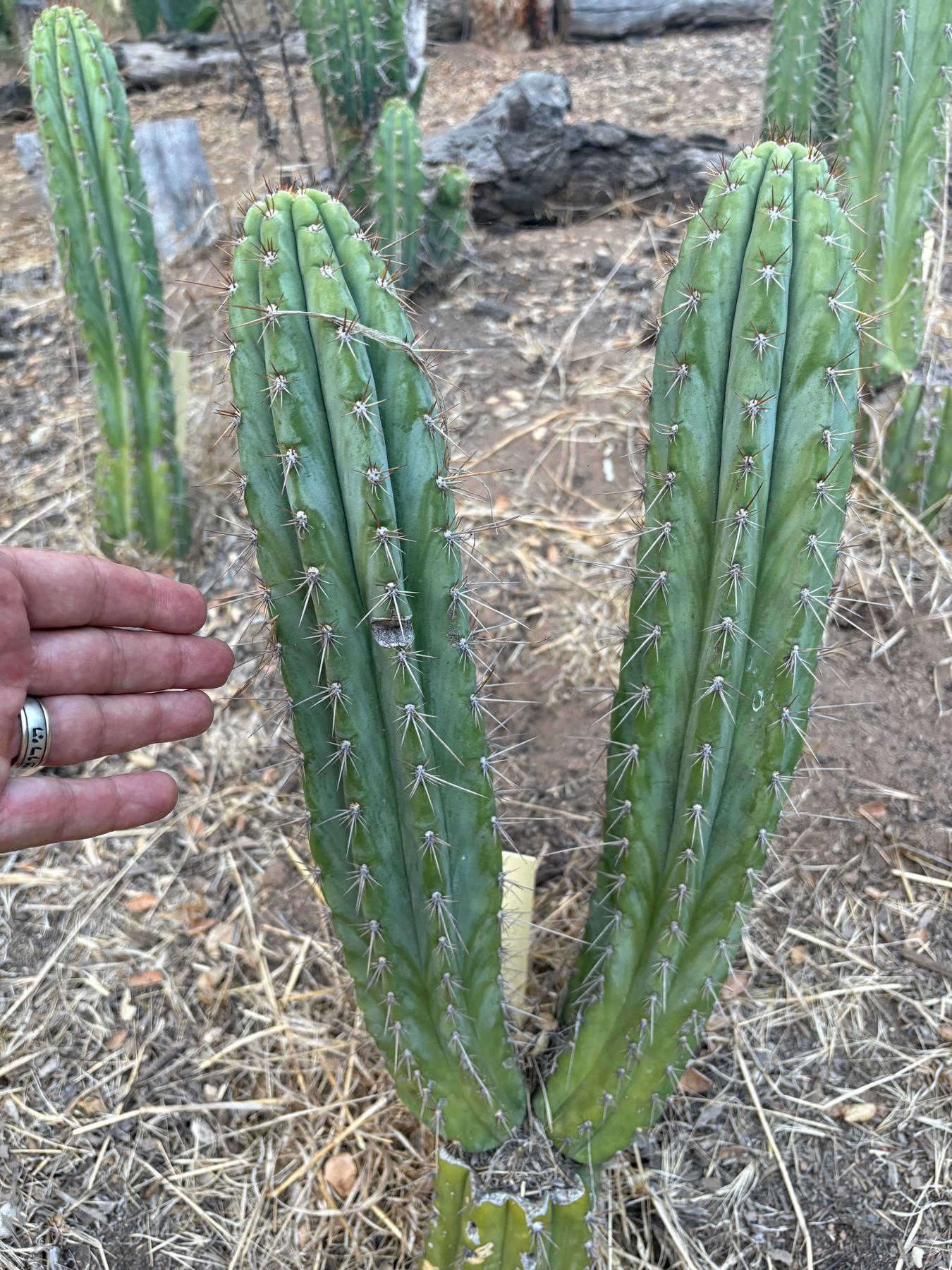 #EC88 EXACT Peruvianus SpiderWeb Cactus Cutting 10”