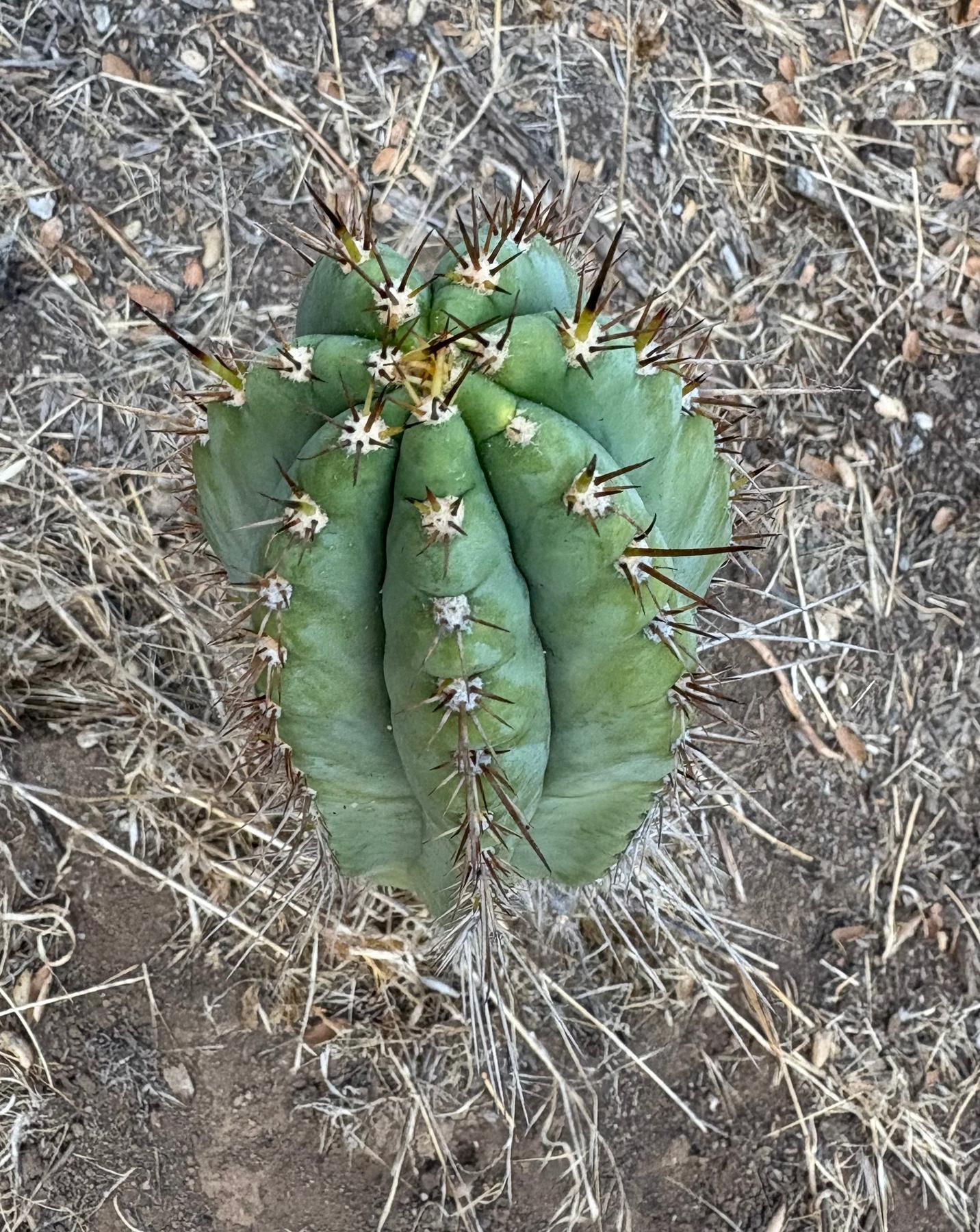 #EC88 EXACT Peruvianus SpiderWeb Cactus Cutting 10”