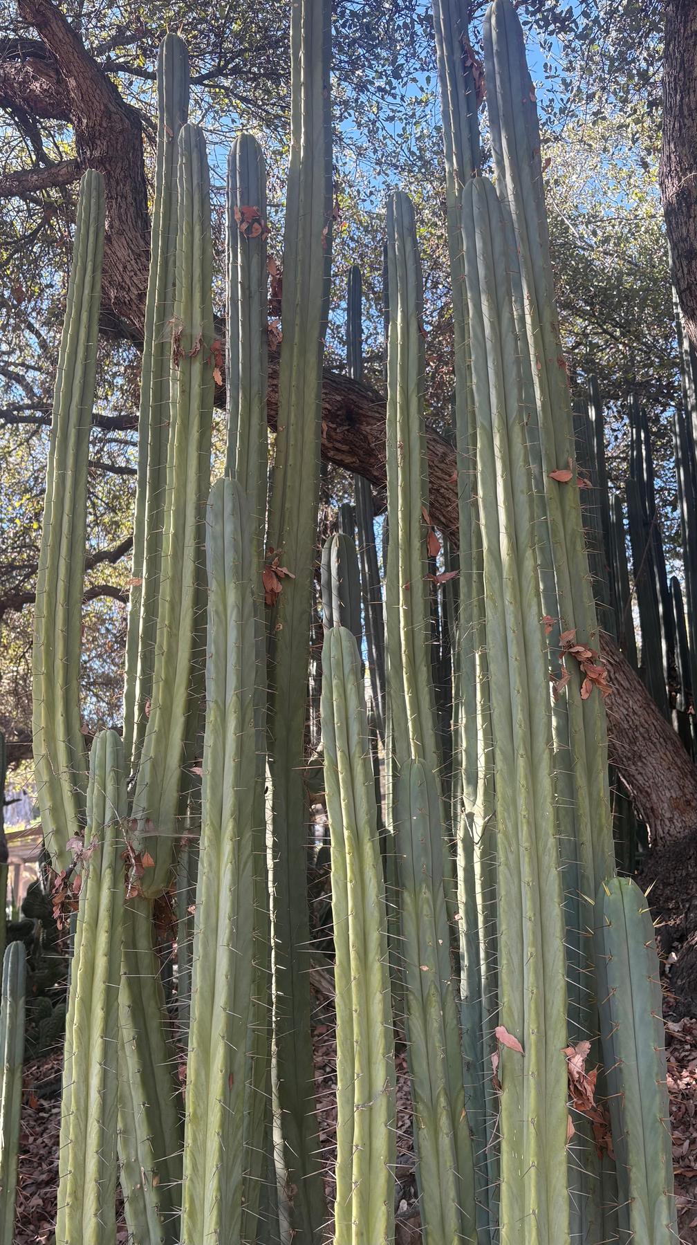 #EC89 Trichocereus Bridgesii Jiimz Long Tall Sally/LTS 12” cutting