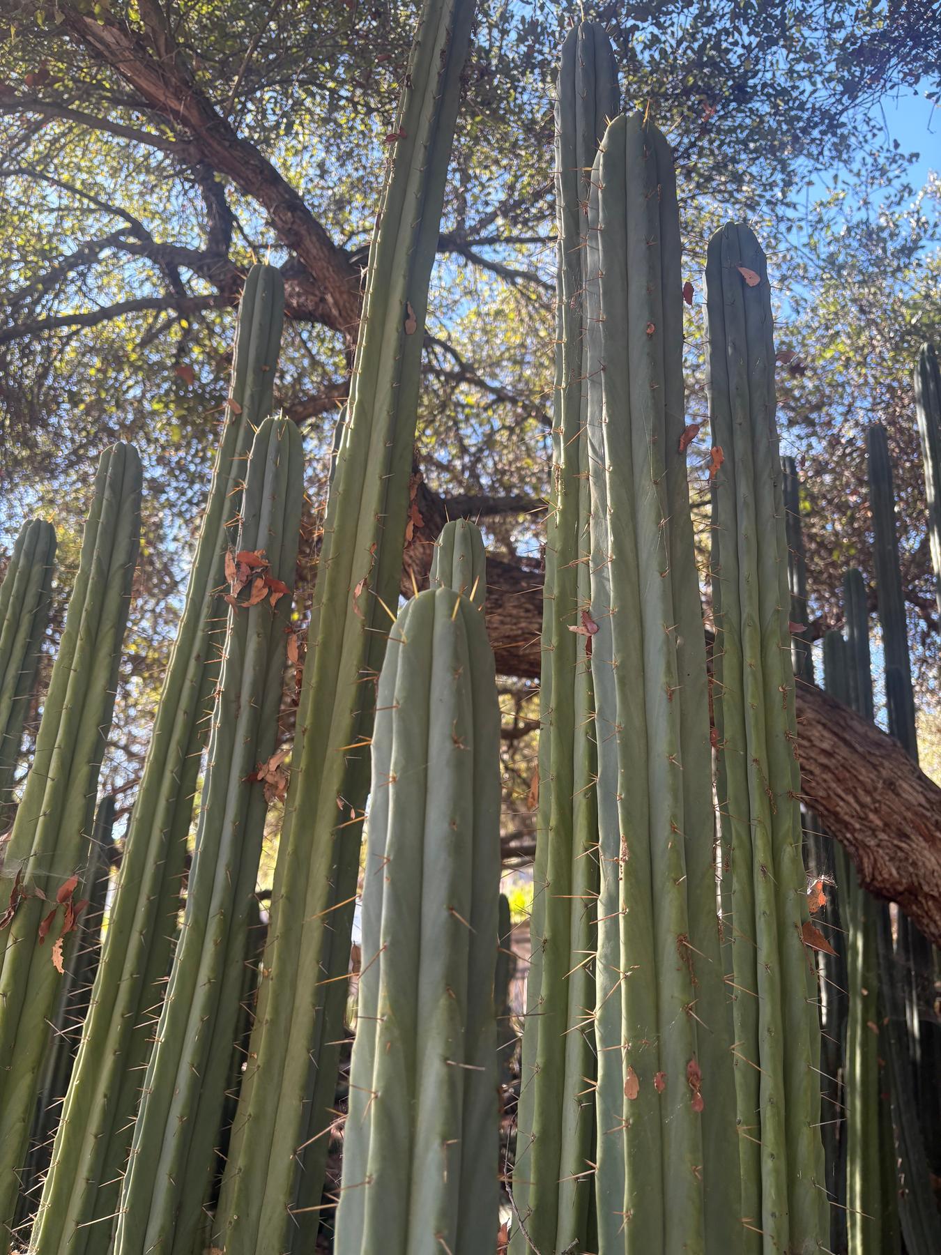 #EC89 Trichocereus Bridgesii Jiimz Long Tall Sally/LTS 12” cutting