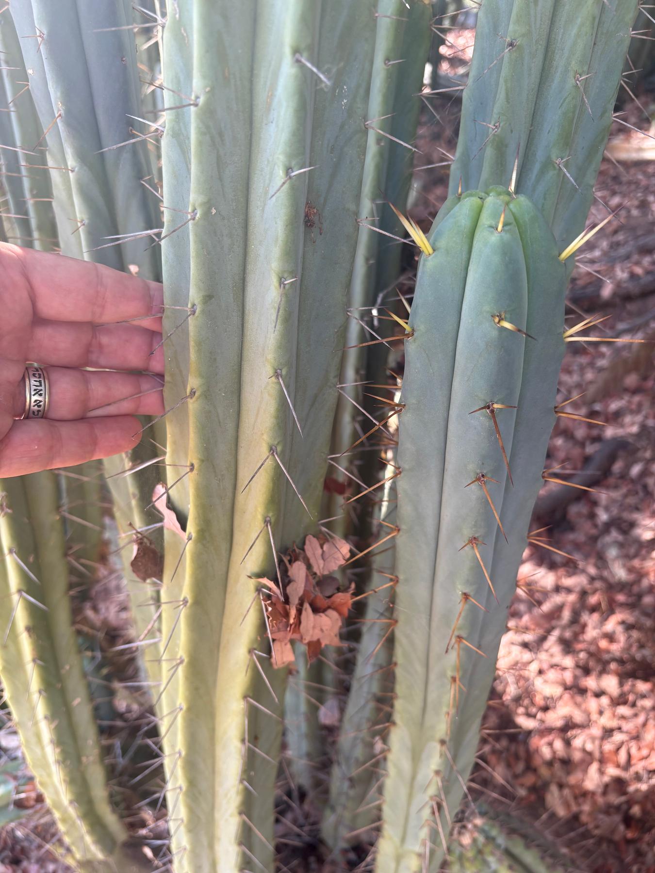 #EC89 Trichocereus Bridgesii Jiimz Long Tall Sally/LTS 12” cutting