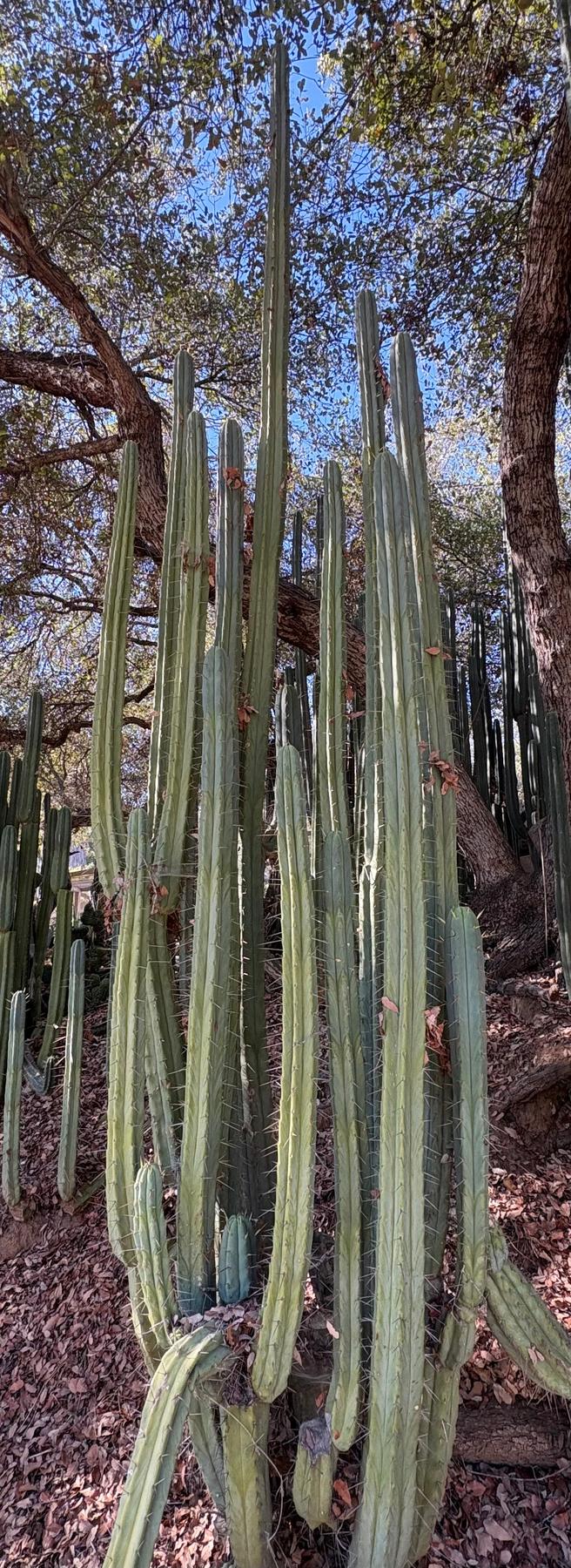 #EC89 Trichocereus Bridgesii Jiimz Long Tall Sally/LTS 12” cutting