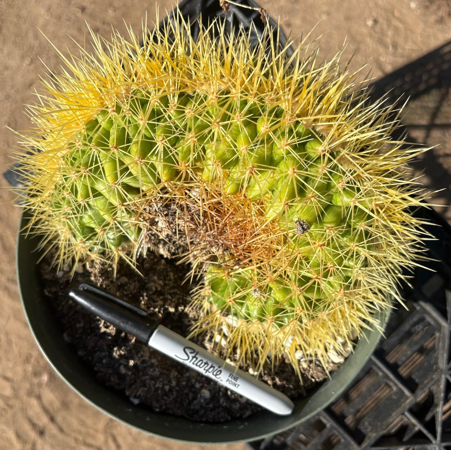 #EC90 Exact Crested Echinocactus Grusonii Golden Barrel Cactus Crested specimen
