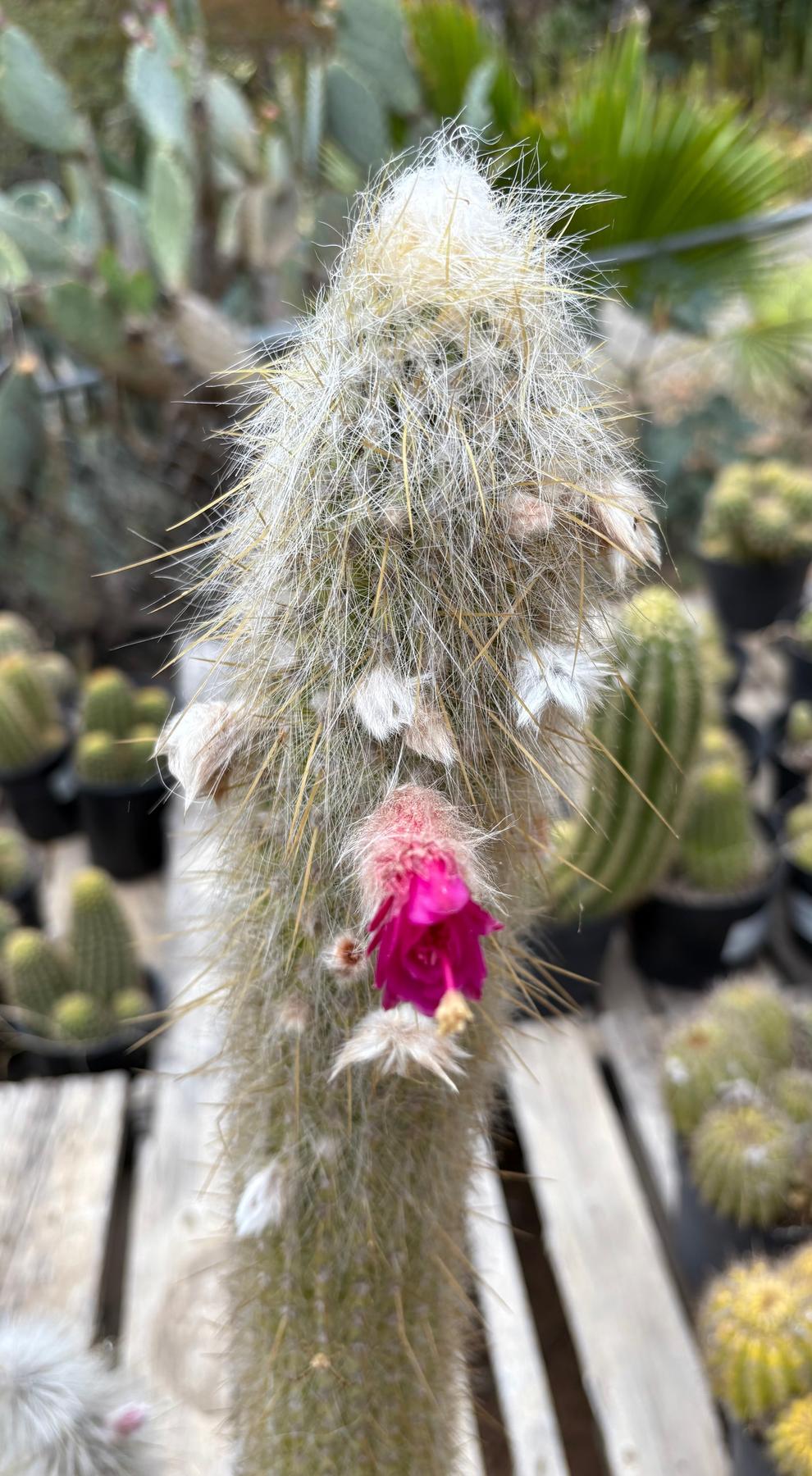 #EC91 EXACT  Cleistocactus strausii  Silver Torch Cactus Big and Potted