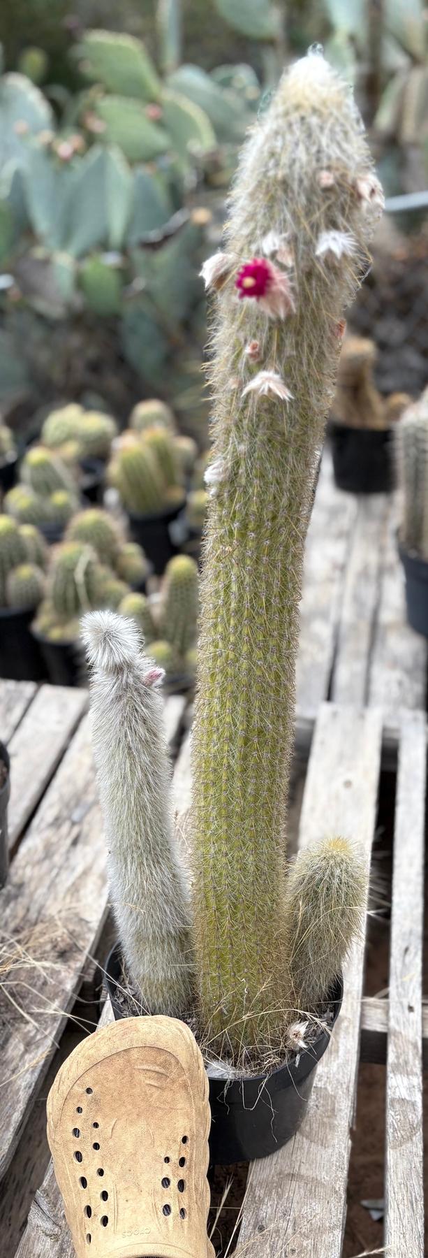 #EC91 EXACT  Cleistocactus strausii  Silver Torch Cactus Big and Potted