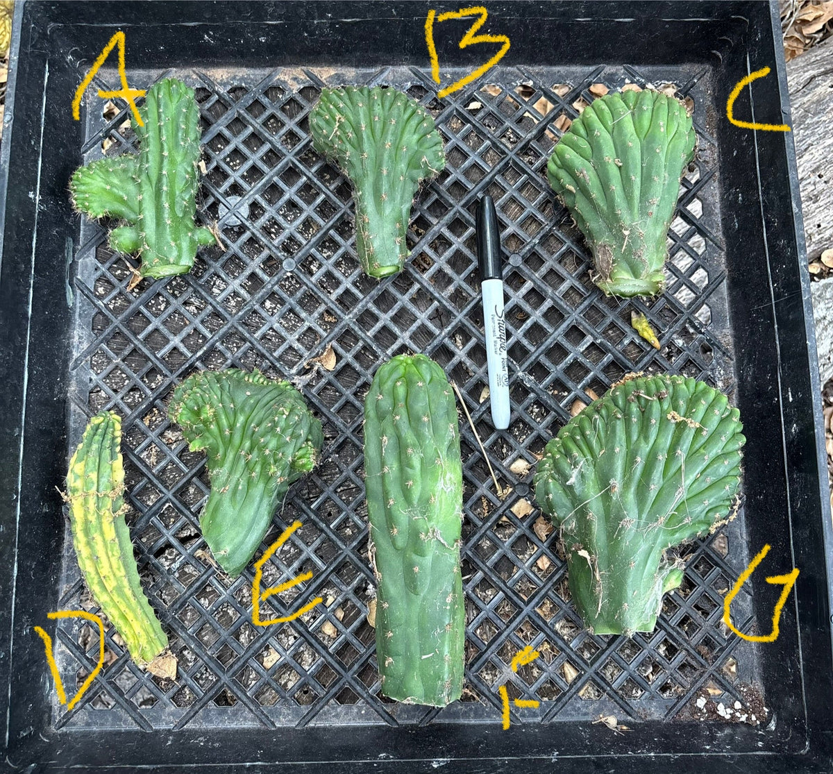 #EC93 EXACT Trichocereus Pachanoi San Pedro TPM Crested and Monstrose Cactus