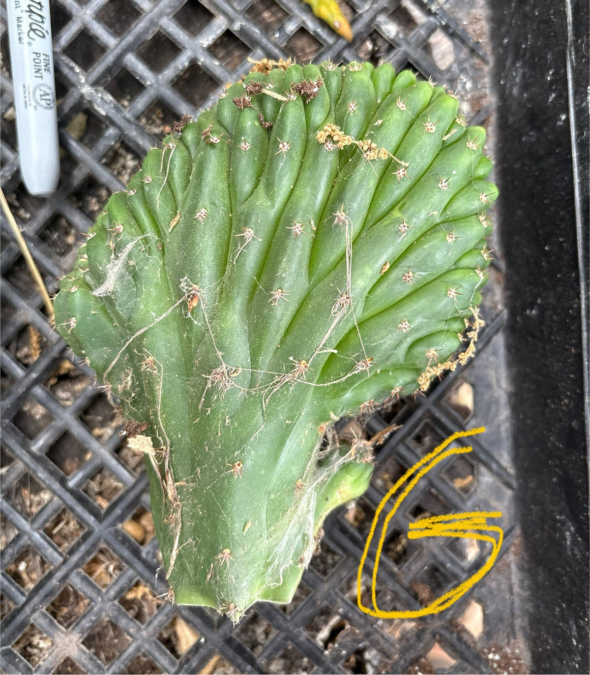 #EC93 EXACT Trichocereus Pachanoi San Pedro TPM Crested and Monstrose Cactus
