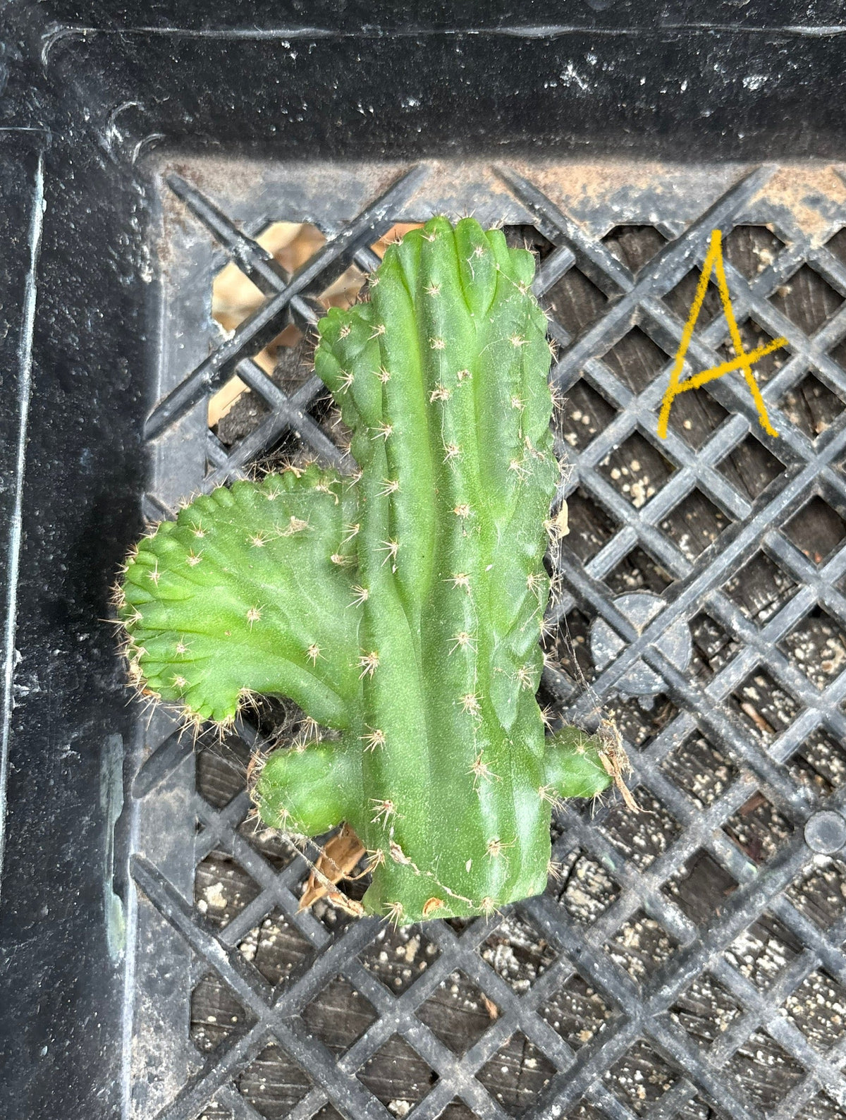 #EC93 EXACT Trichocereus Pachanoi San Pedro TPM Crested and Monstrose Cactus