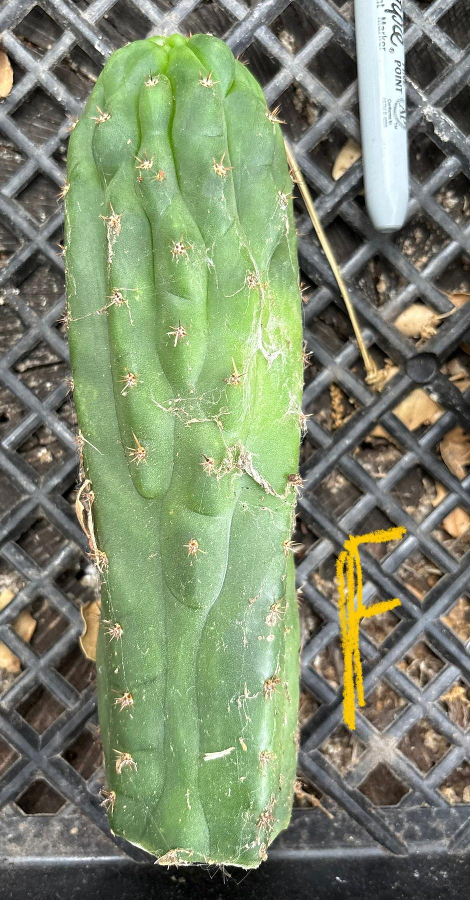 #EC93 EXACT Trichocereus Pachanoi San Pedro TPM Crested and Monstrose Cactus