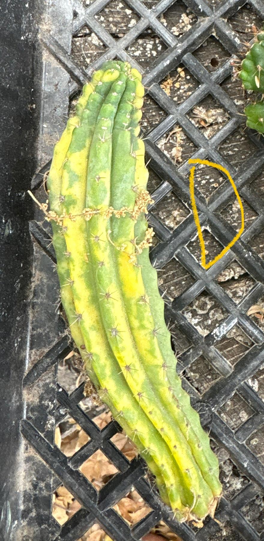 #EC93 EXACT Trichocereus Pachanoi San Pedro TPM Crested and Monstrose Cactus
