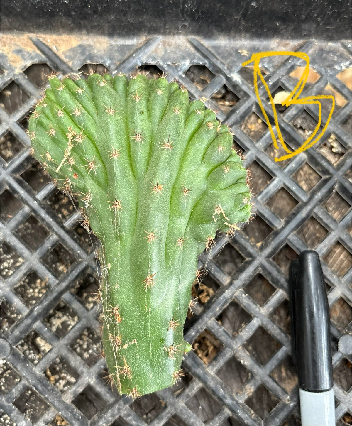 #EC93 EXACT Trichocereus Pachanoi San Pedro TPM Crested and Monstrose Cactus
