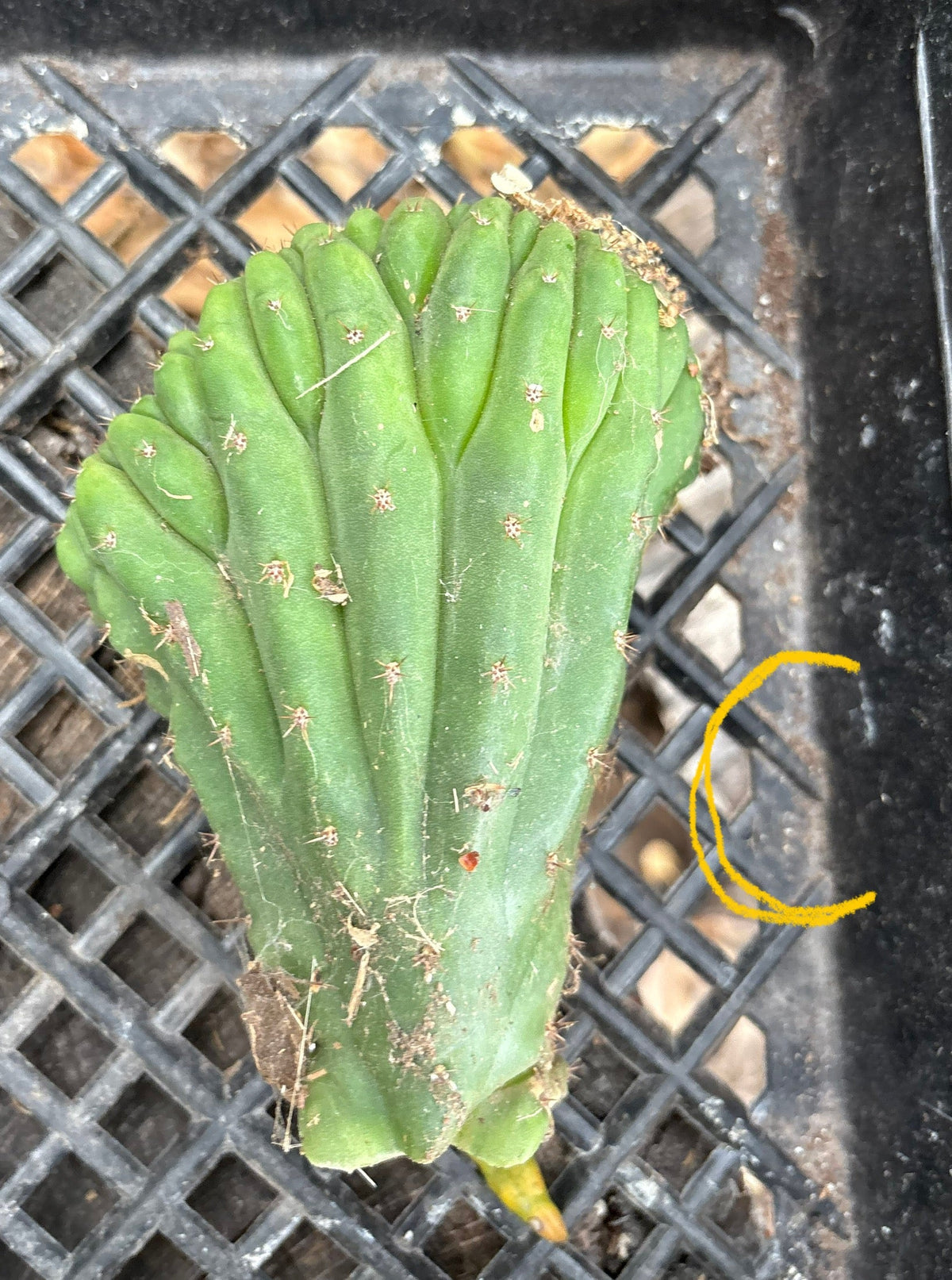 #EC93 EXACT Trichocereus Pachanoi San Pedro TPM Crested and Monstrose Cactus