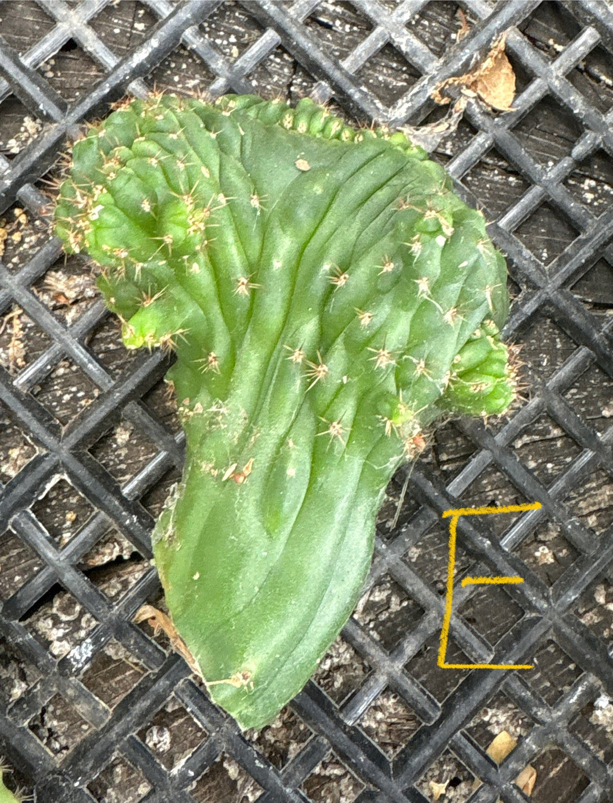 #EC93 EXACT Trichocereus Pachanoi San Pedro TPM Crested and Monstrose Cactus