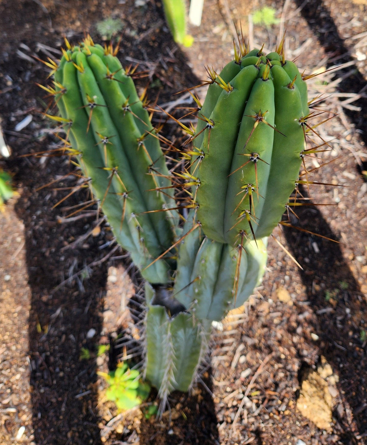 #EC97 Trichocereus Peruvianus "Lumberjack" Cactus Cuttings