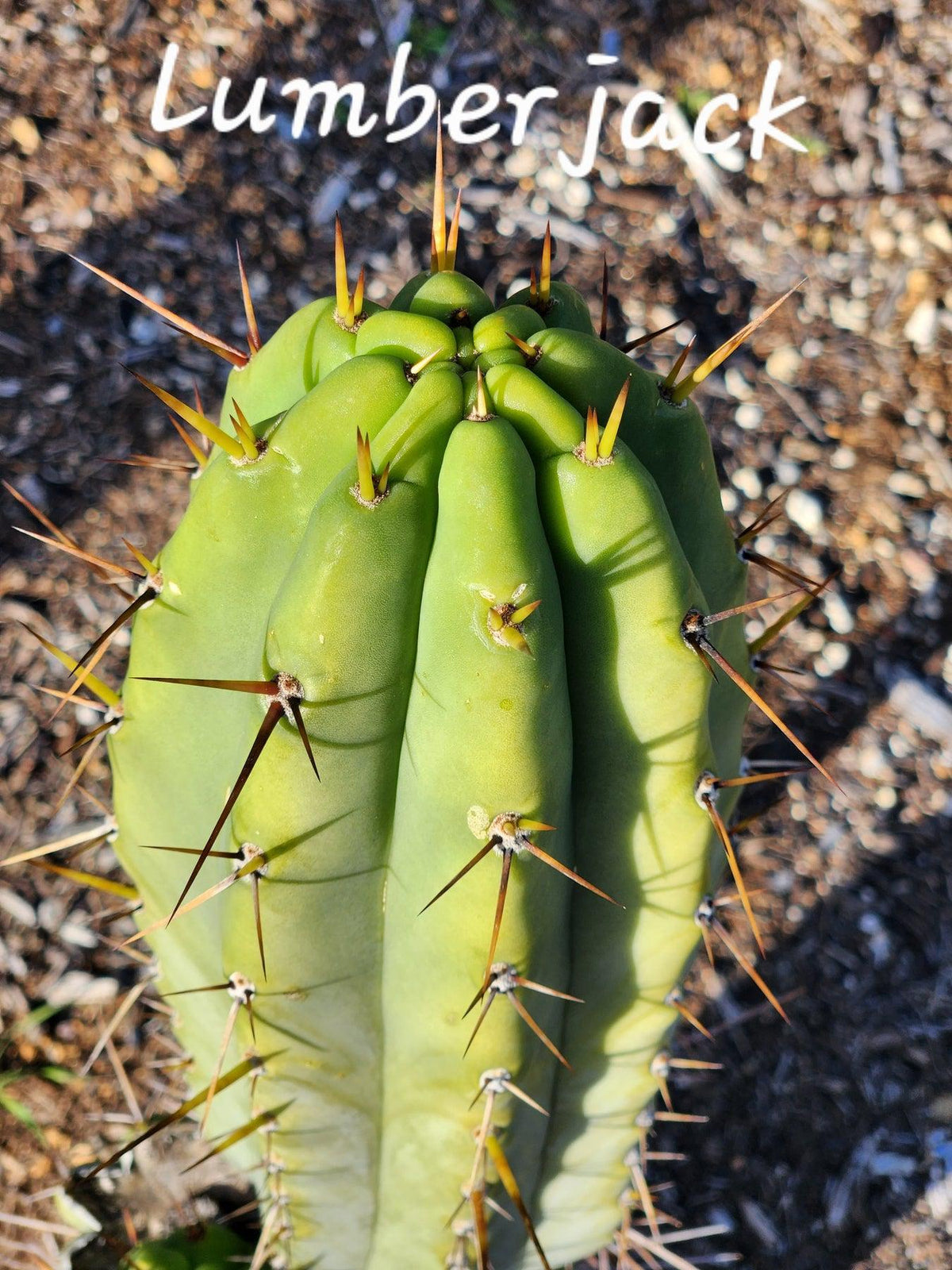 #EC97 Trichocereus Peruvianus "Lumberjack" Cactus Cuttings