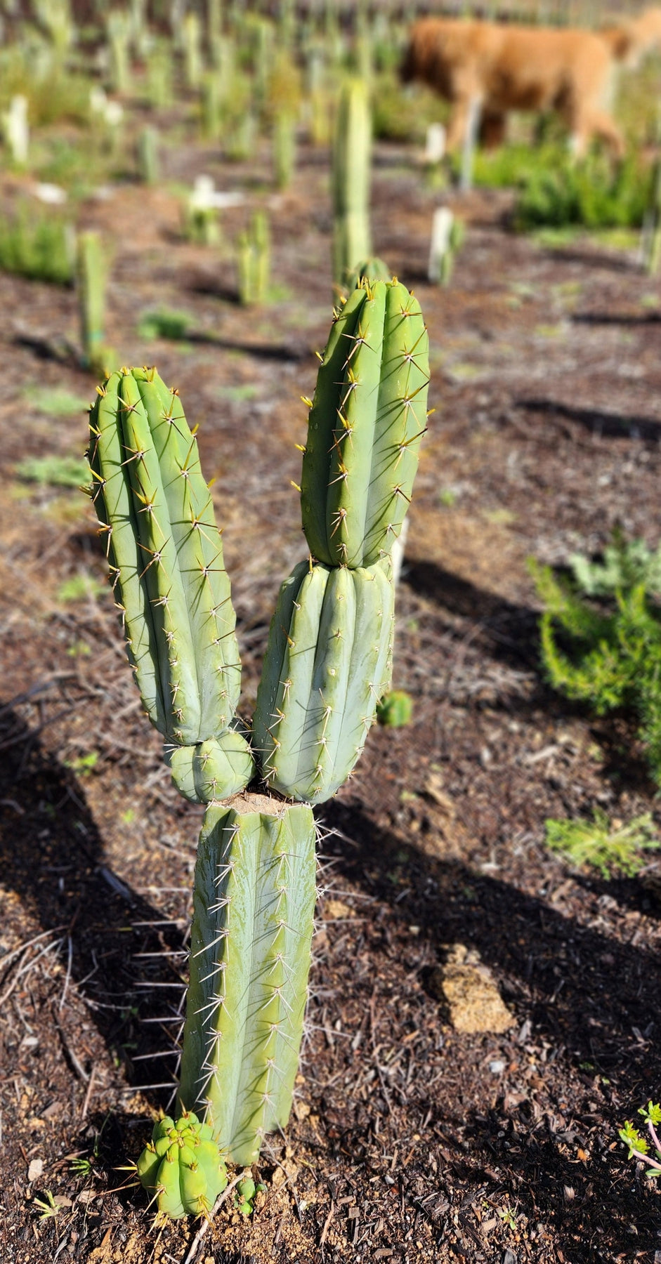 #EC97 Trichocereus Peruvianus "Lumberjack" Cactus Cuttings