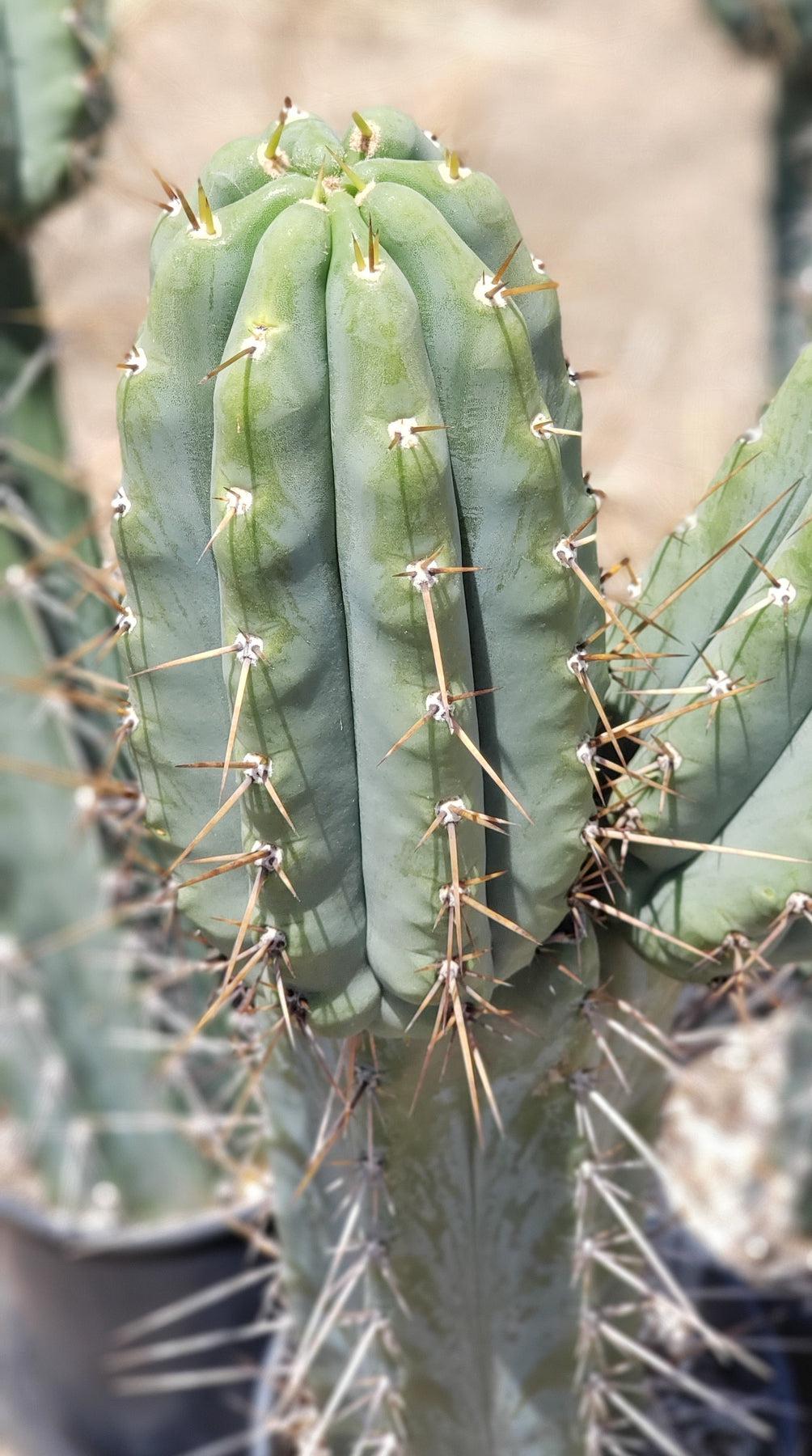 #EC97 Trichocereus Peruvianus "Lumberjack" Cactus Cuttings