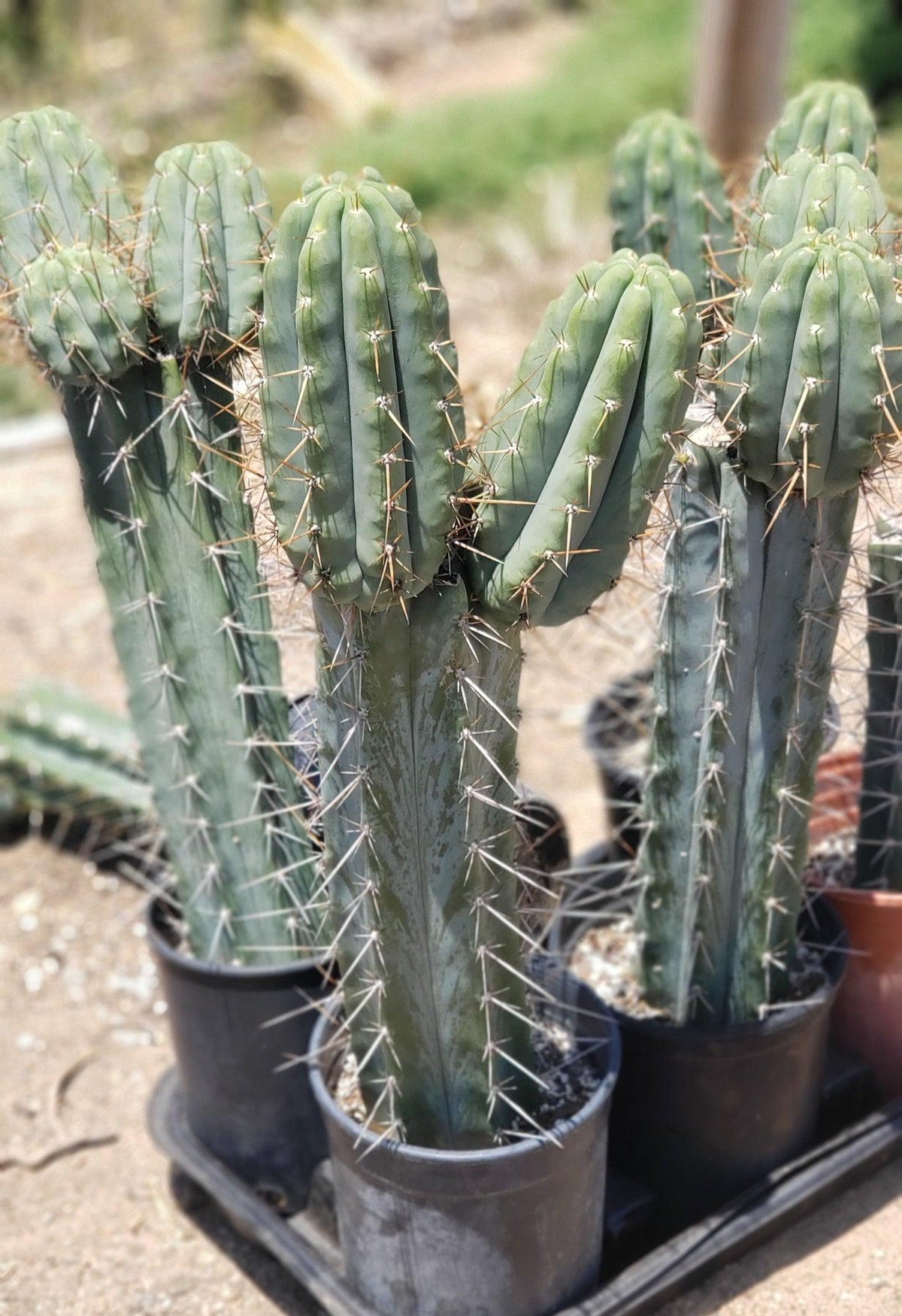 #EC97 Trichocereus Peruvianus "Lumberjack" Cactus Cuttings