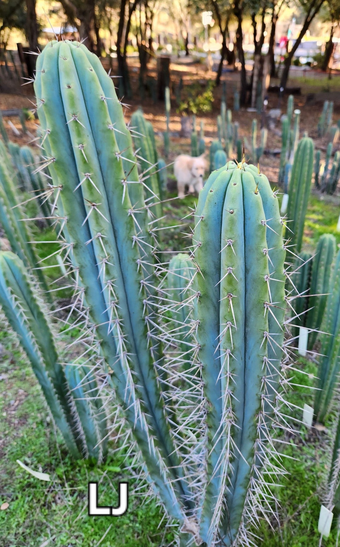 #EC97 Trichocereus Peruvianus "Lumberjack" Cactus Cuttings