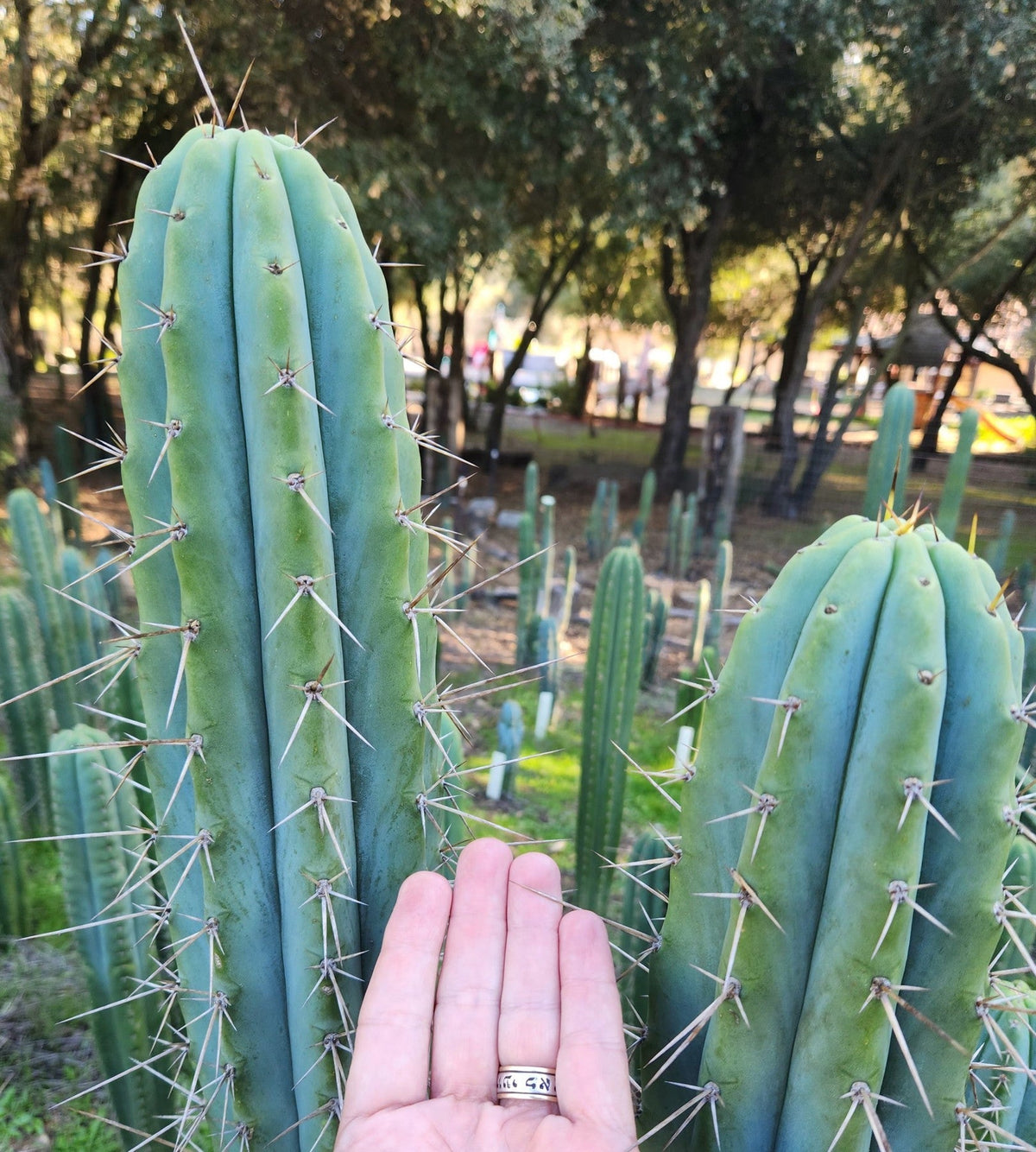 #EC97 Trichocereus Peruvianus "Lumberjack" Cactus Cuttings