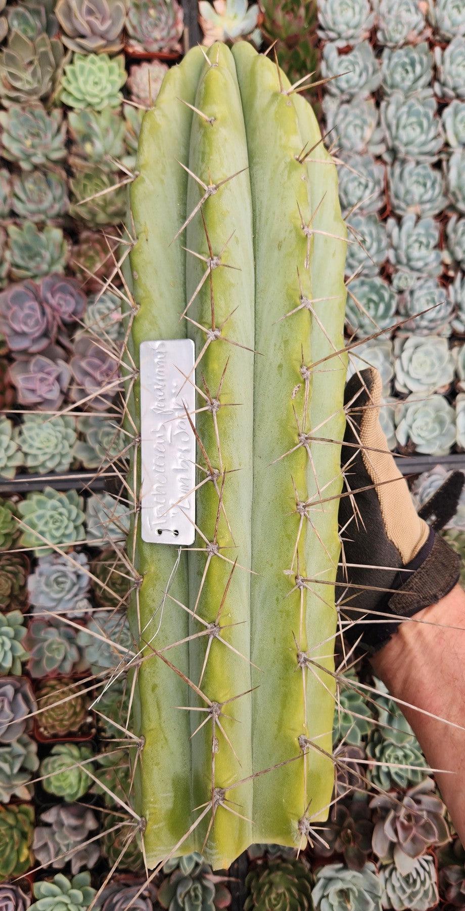 #EC97 Trichocereus Peruvianus "Lumberjack" Cactus Cuttings