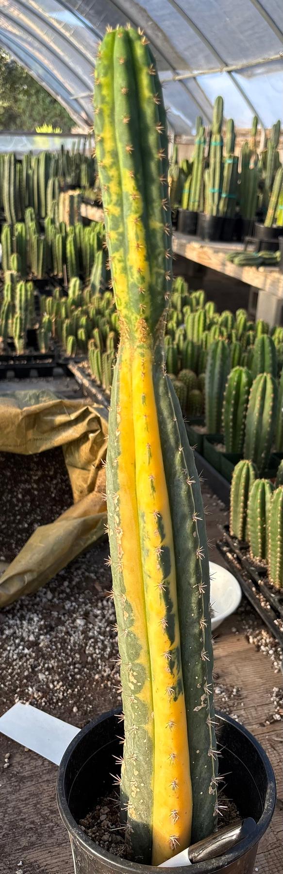 #EC98 EXACT Trichocereus Pachanoi Variegated cactus "China Gold"