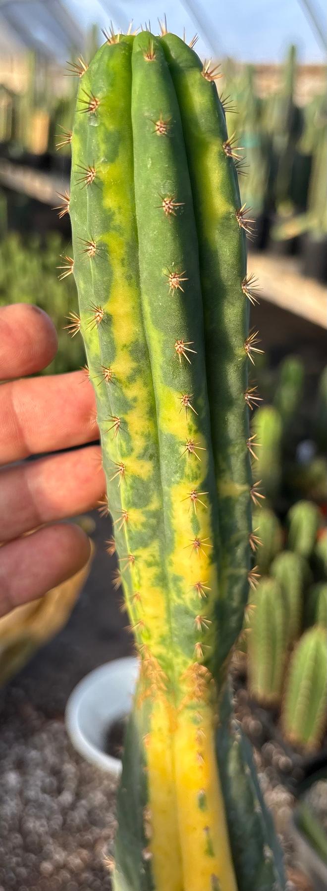 #EC98 EXACT Trichocereus Pachanoi Variegated cactus "China Gold"