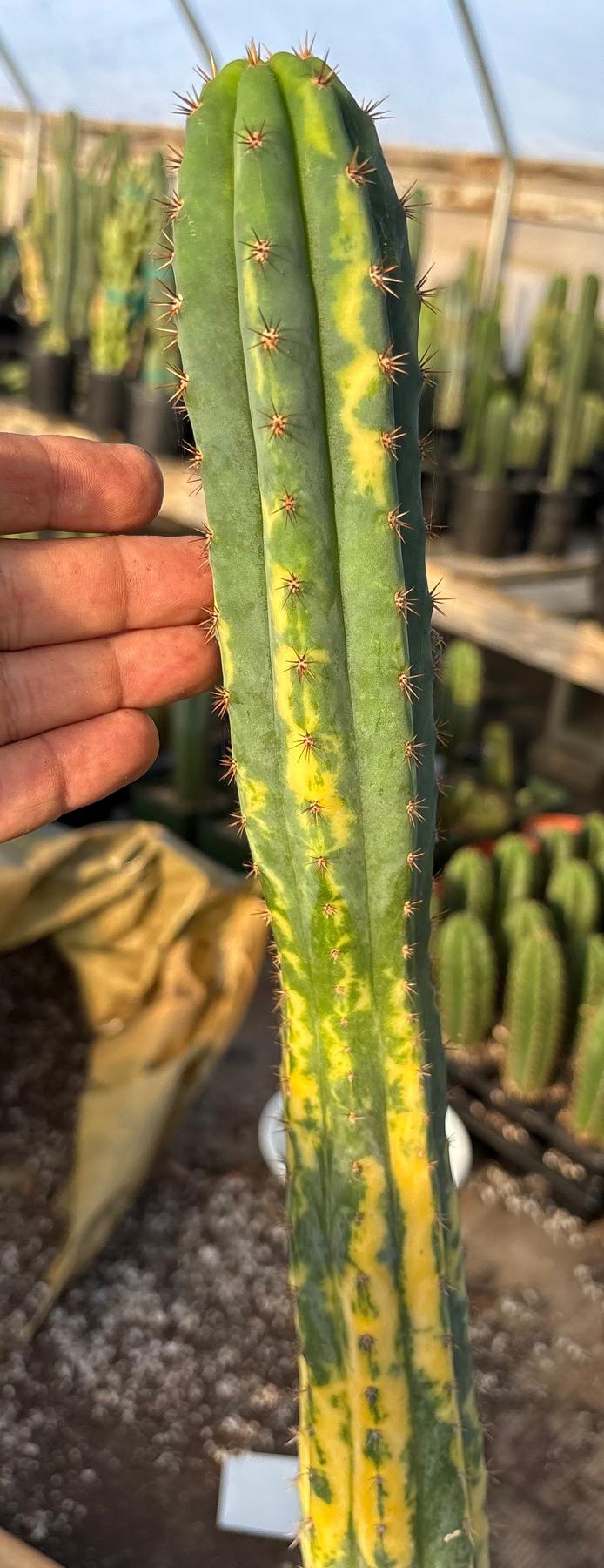 #EC98 EXACT Trichocereus Pachanoi Variegated cactus "China Gold"