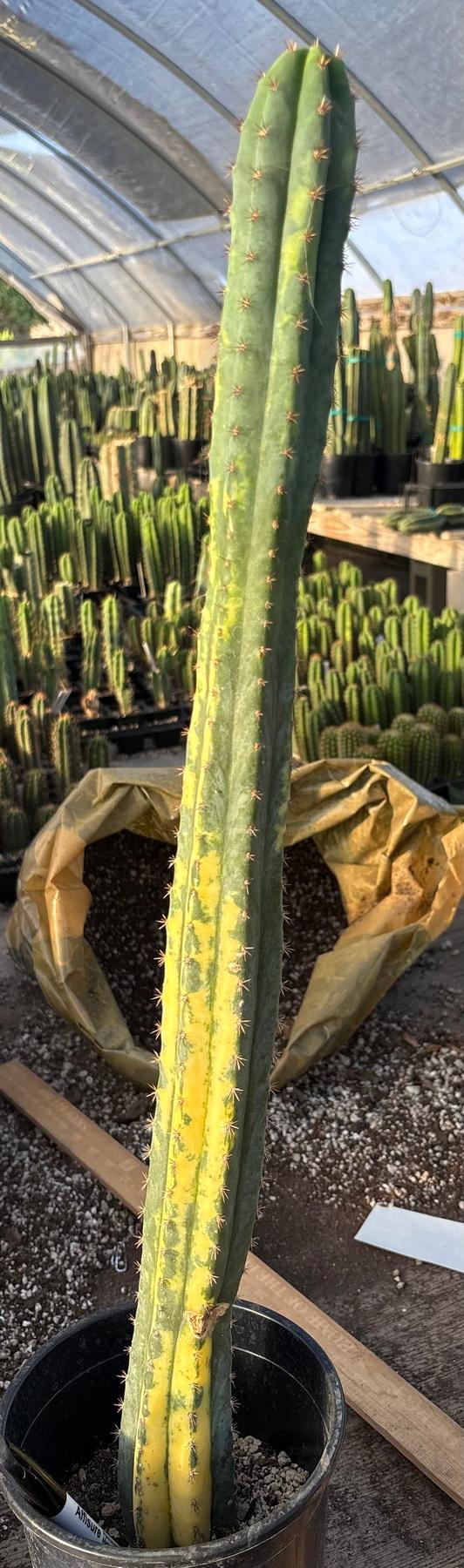 #EC98 EXACT Trichocereus Pachanoi Variegated cactus "China Gold"
