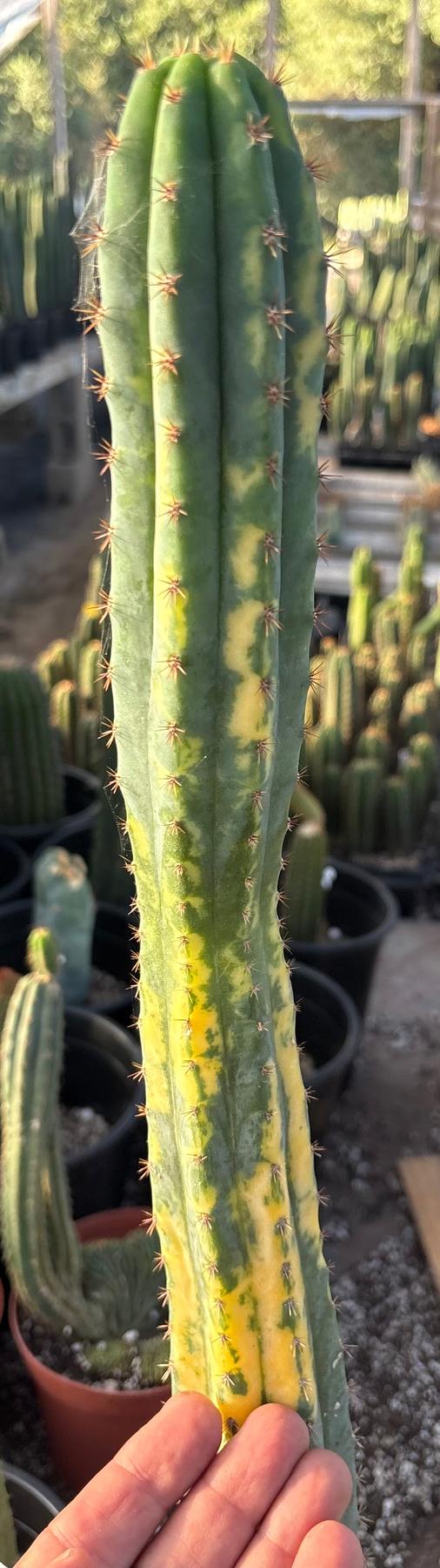 #EC98 EXACT Trichocereus Pachanoi Variegated cactus "China Gold"