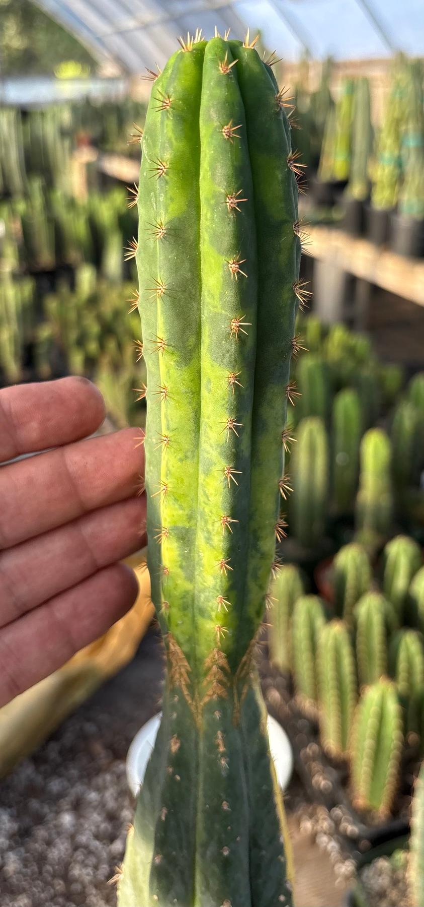 #EC98 EXACT Trichocereus Pachanoi Variegated cactus "China Gold"