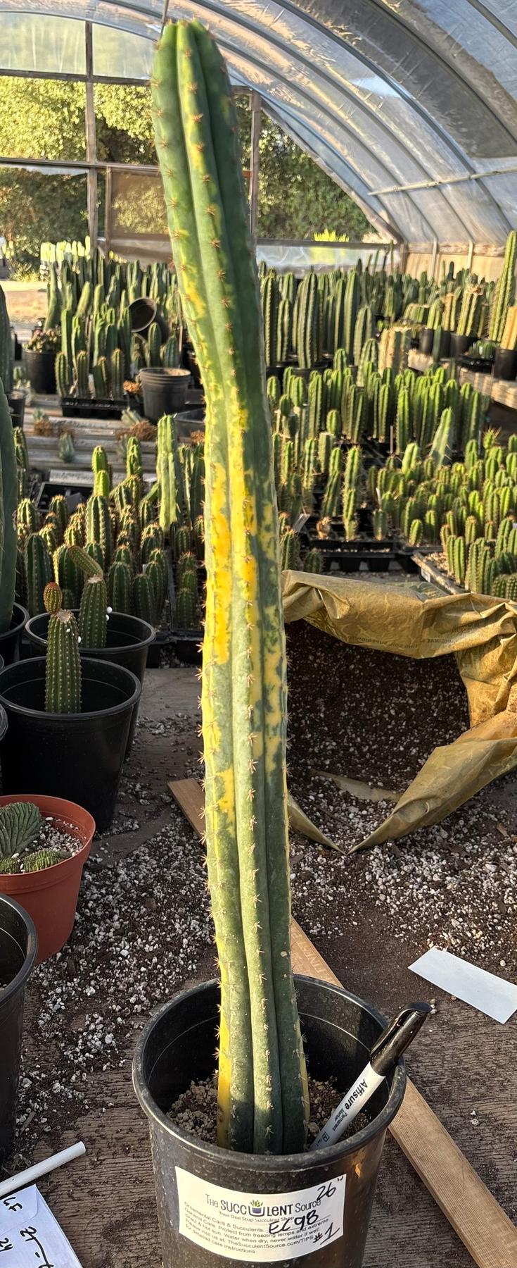 #EC98 EXACT Trichocereus Pachanoi Variegated cactus "China Gold"