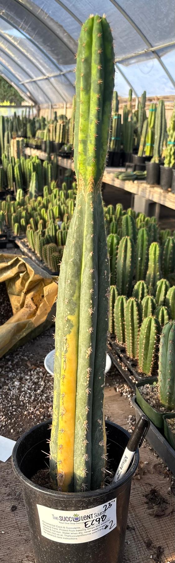 #EC98 EXACT Trichocereus Pachanoi Variegated cactus "China Gold"