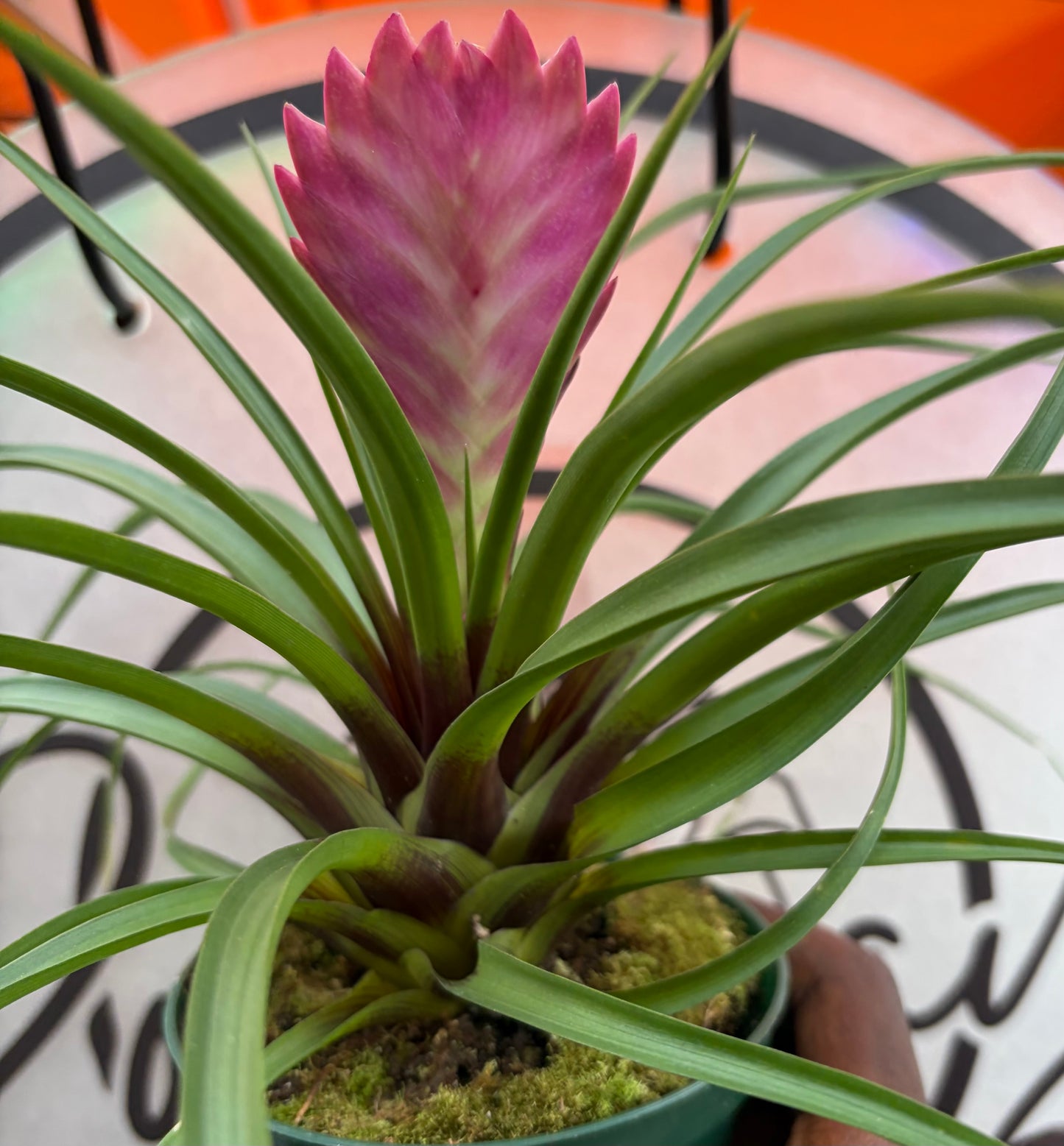 Tillandsia Cyanea