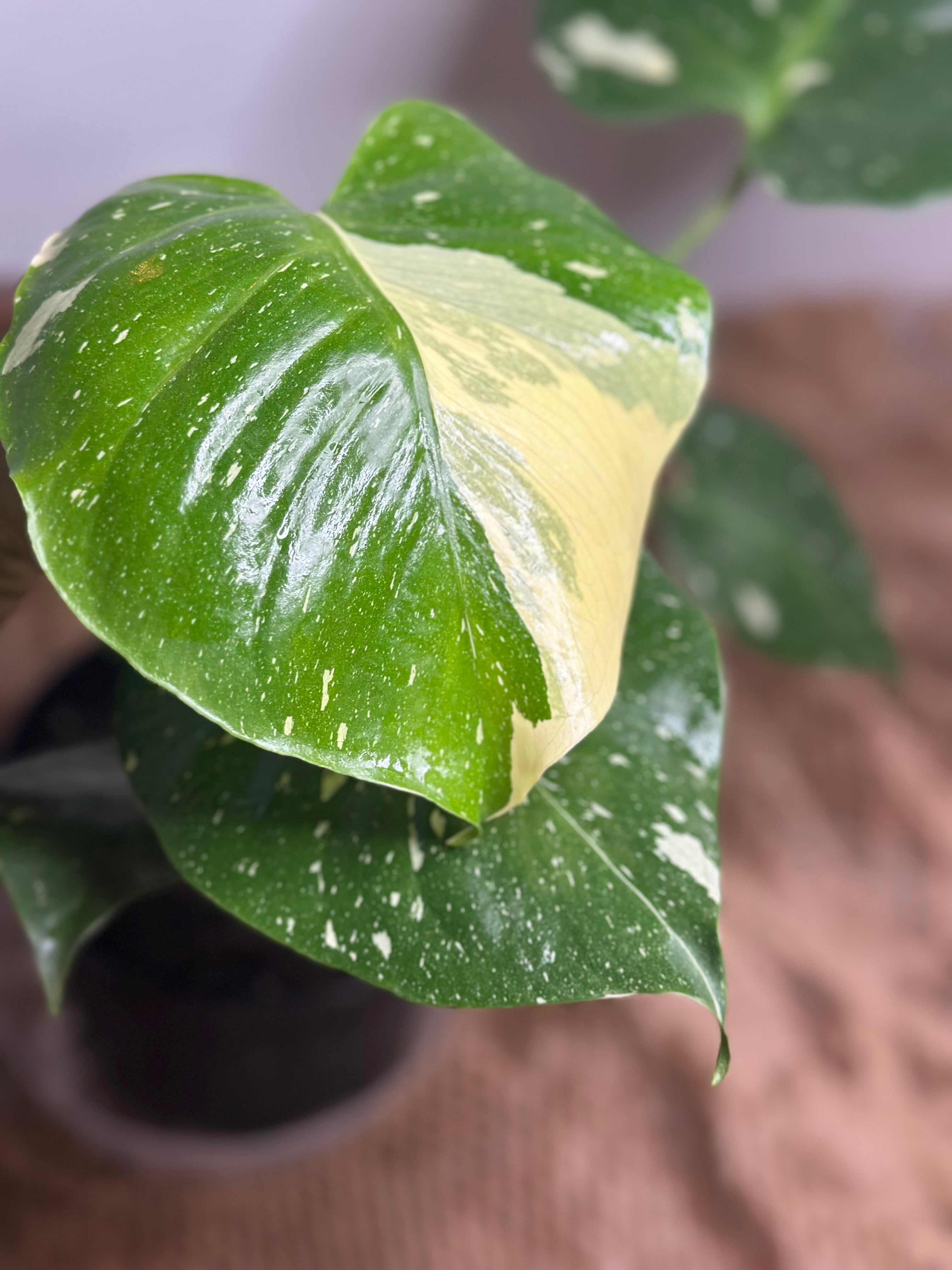 🌟 Monstera Thai Constellation