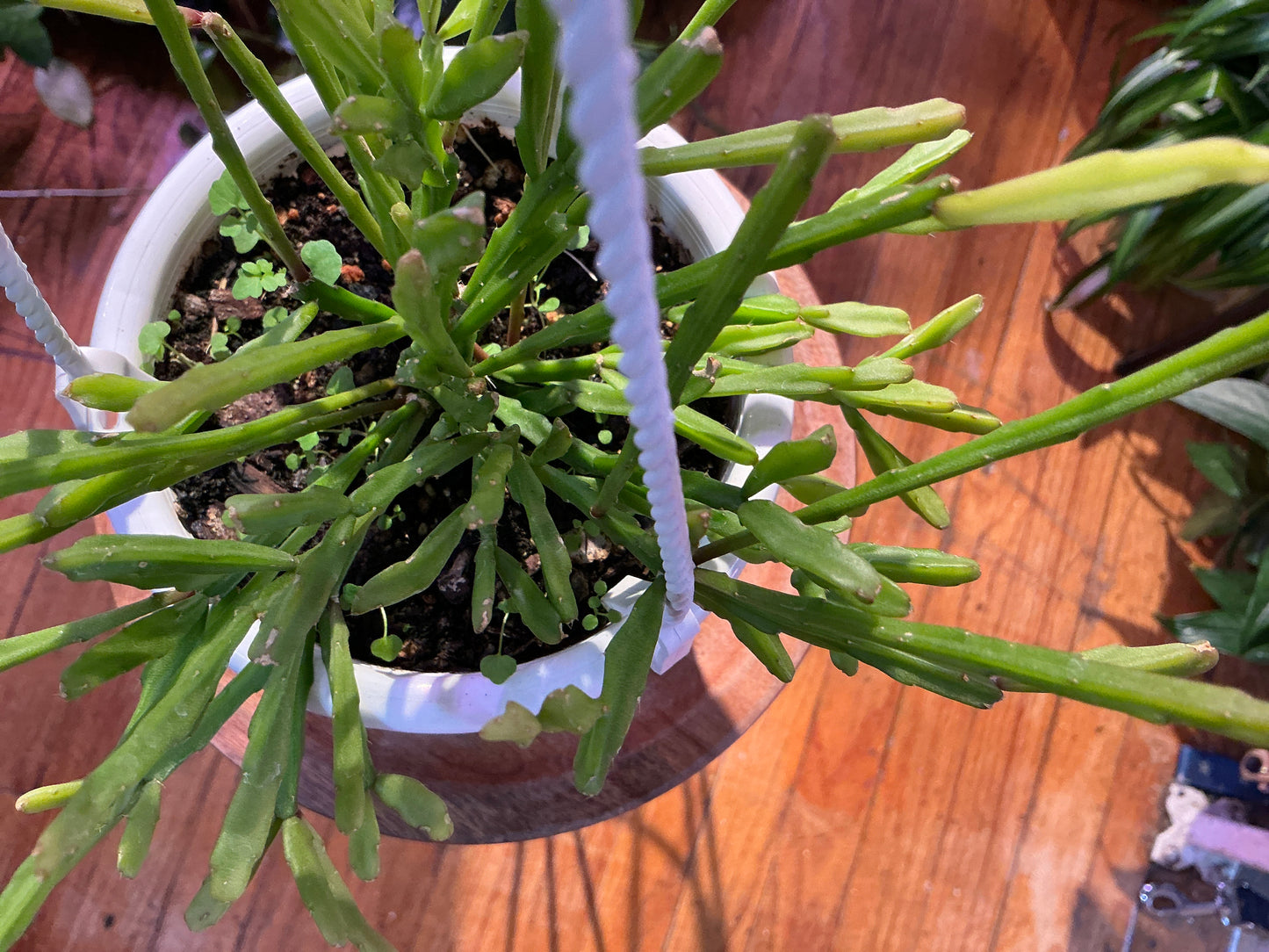 Rhipsalis Ewaldiana Mistletoe Cactus