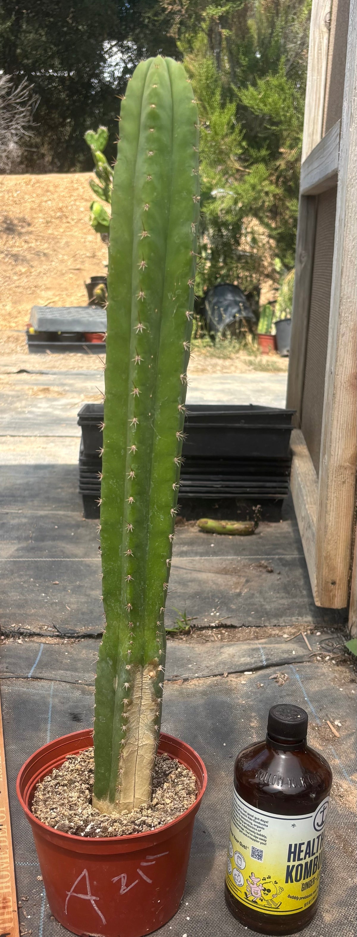 #EC13 EXACT Trichocereus Pachanoi #46 Cactus Potted & Cuttings