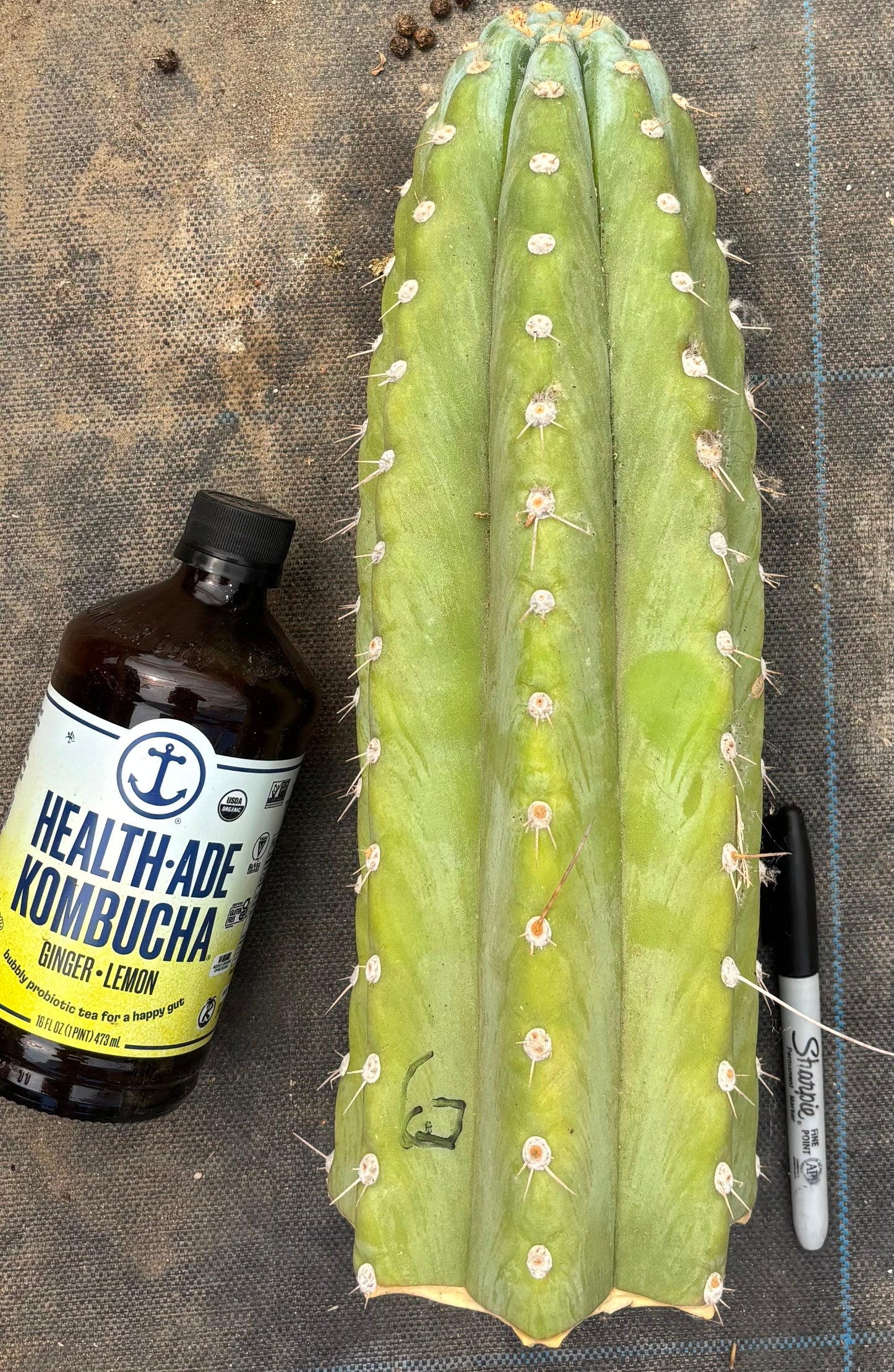 #EC20 EXACT TLC Special Trichocereus Peruvianus TSSBP Blue Peru Cactus Cuttings