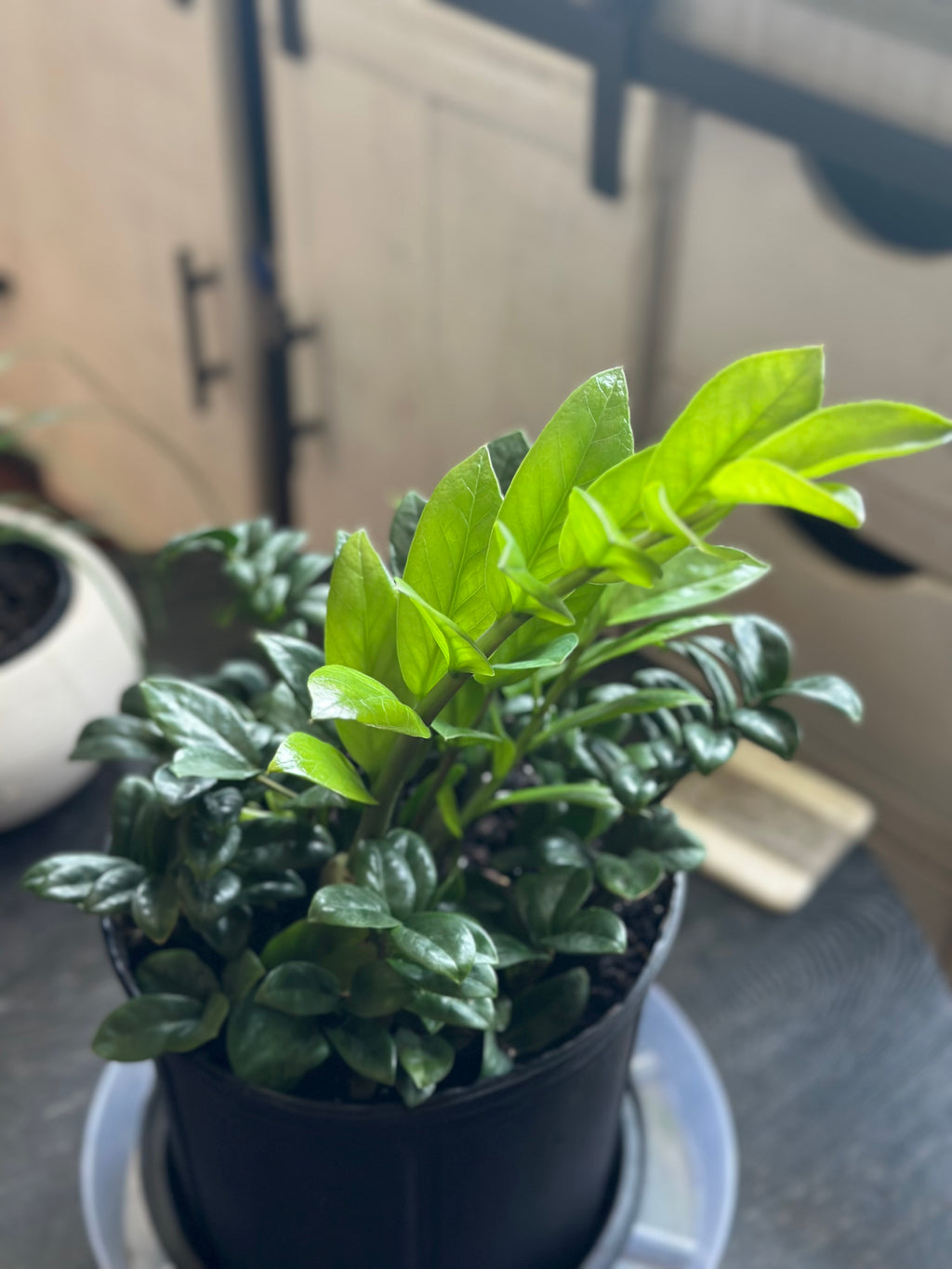 💎 ZZ Bouquet 10-Inch Pot (Dwarf & Regular ZZ Plant Mix)