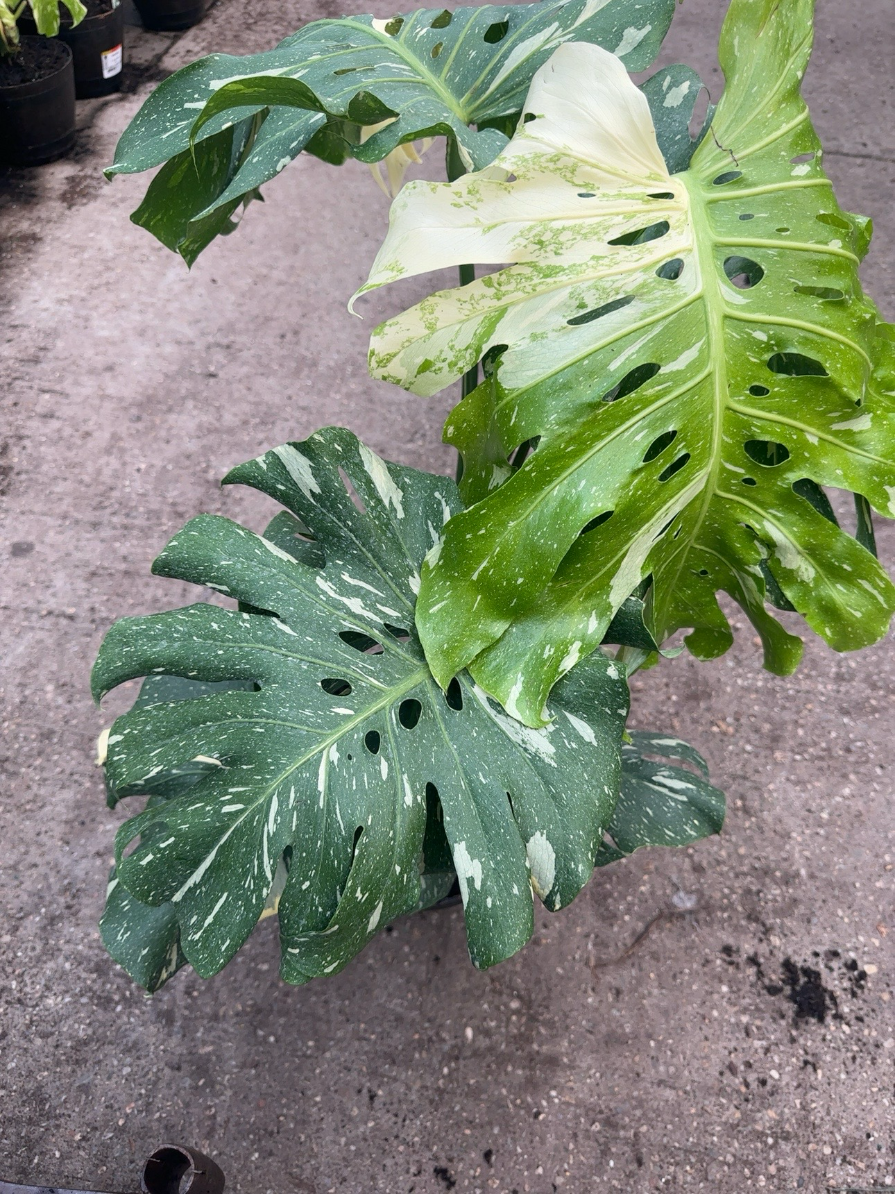Monstera Thai Constellation (Mature)
