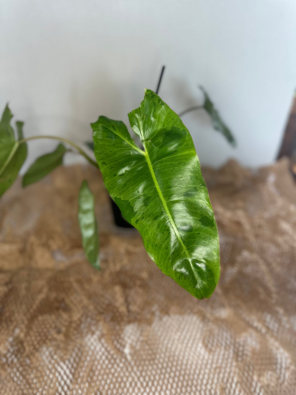 🌿 Philodendron Paraiso Verde (Paradise Green)