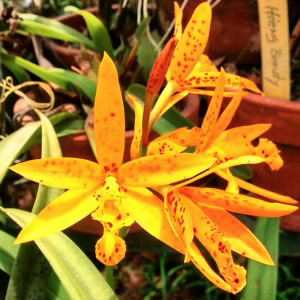 Vaughnara (formerly Bpl.) Fiftieth Anniversary 'Newberry' Orchid