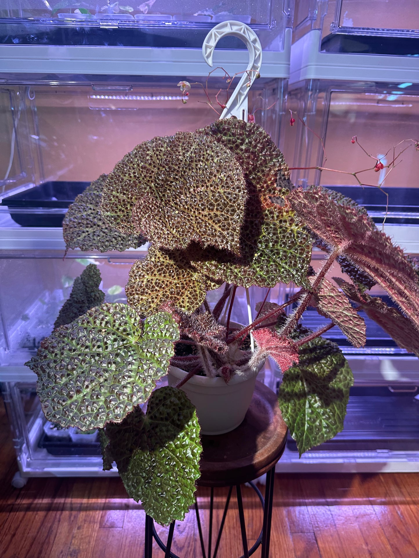 Begonia Melanobullata X Iron Cross Tricolor