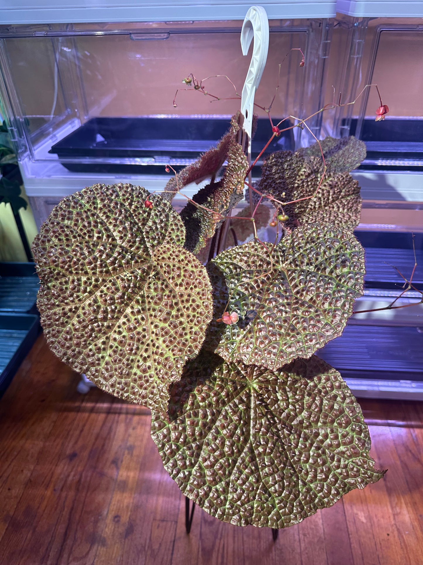 Begonia Melanobullata X Iron Cross Tricolor