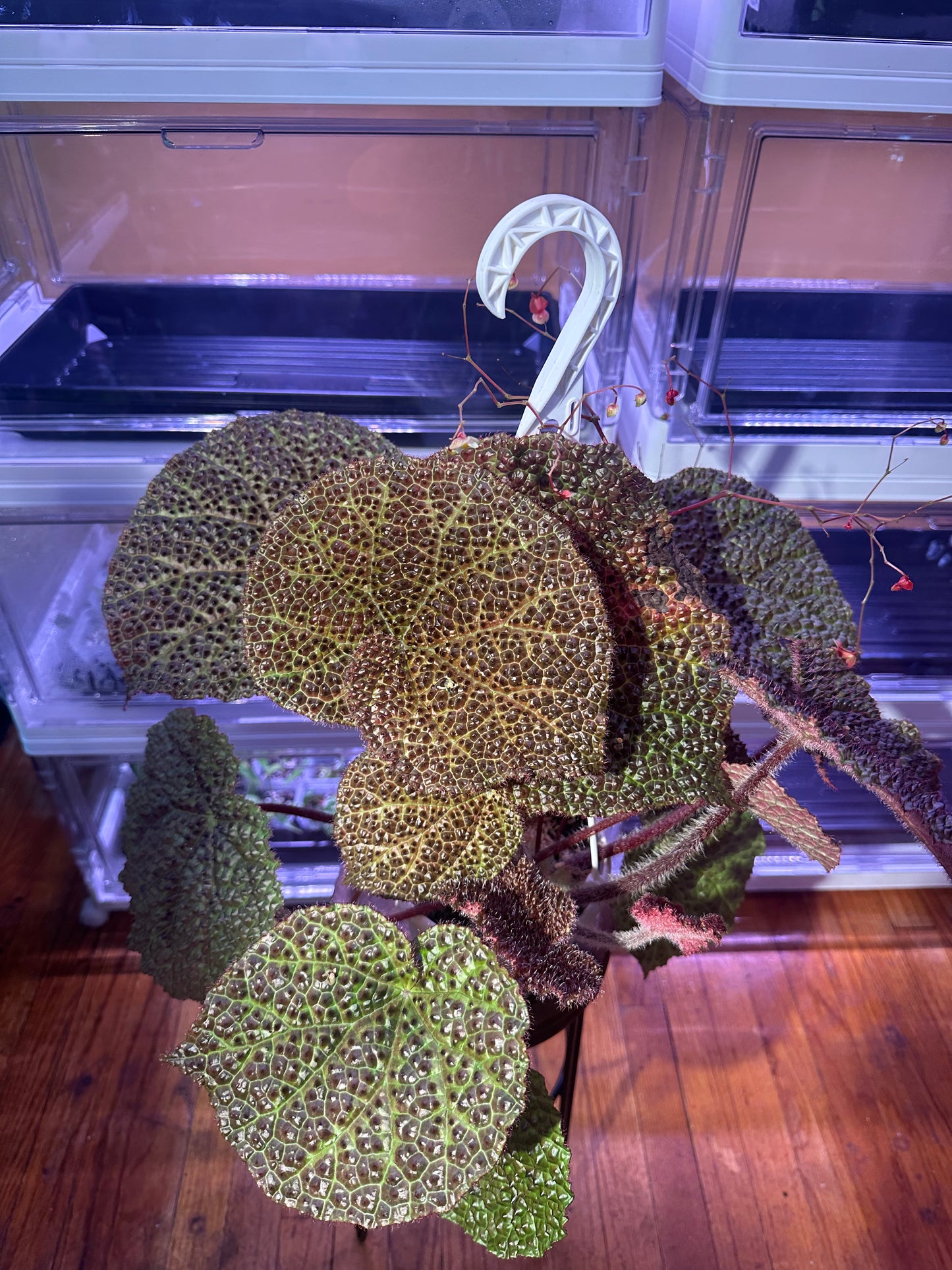 Begonia Melanobullata X Iron Cross Tricolor
