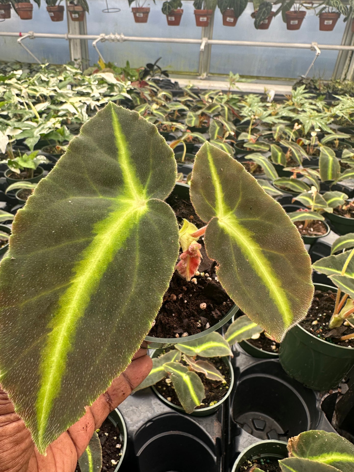 Begonia Listada | 4” Pot