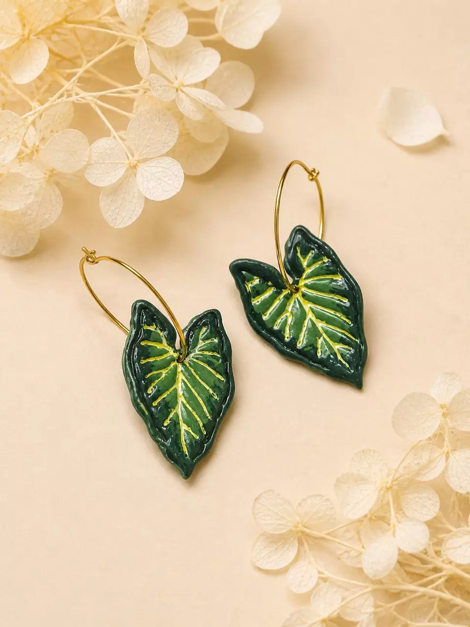 Alocasia Frydek