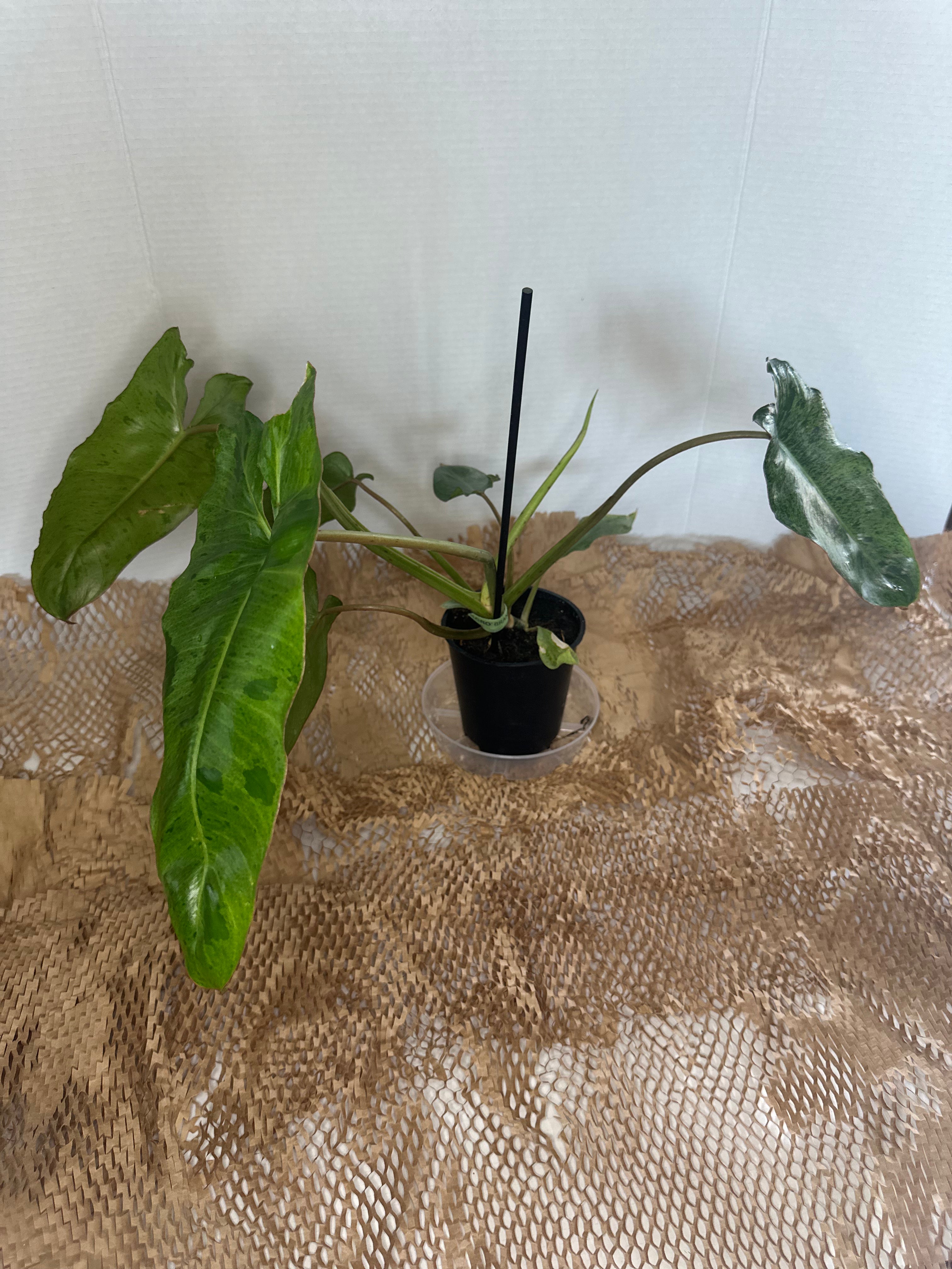 🌿 Philodendron Paraiso Verde (Paradise Green)